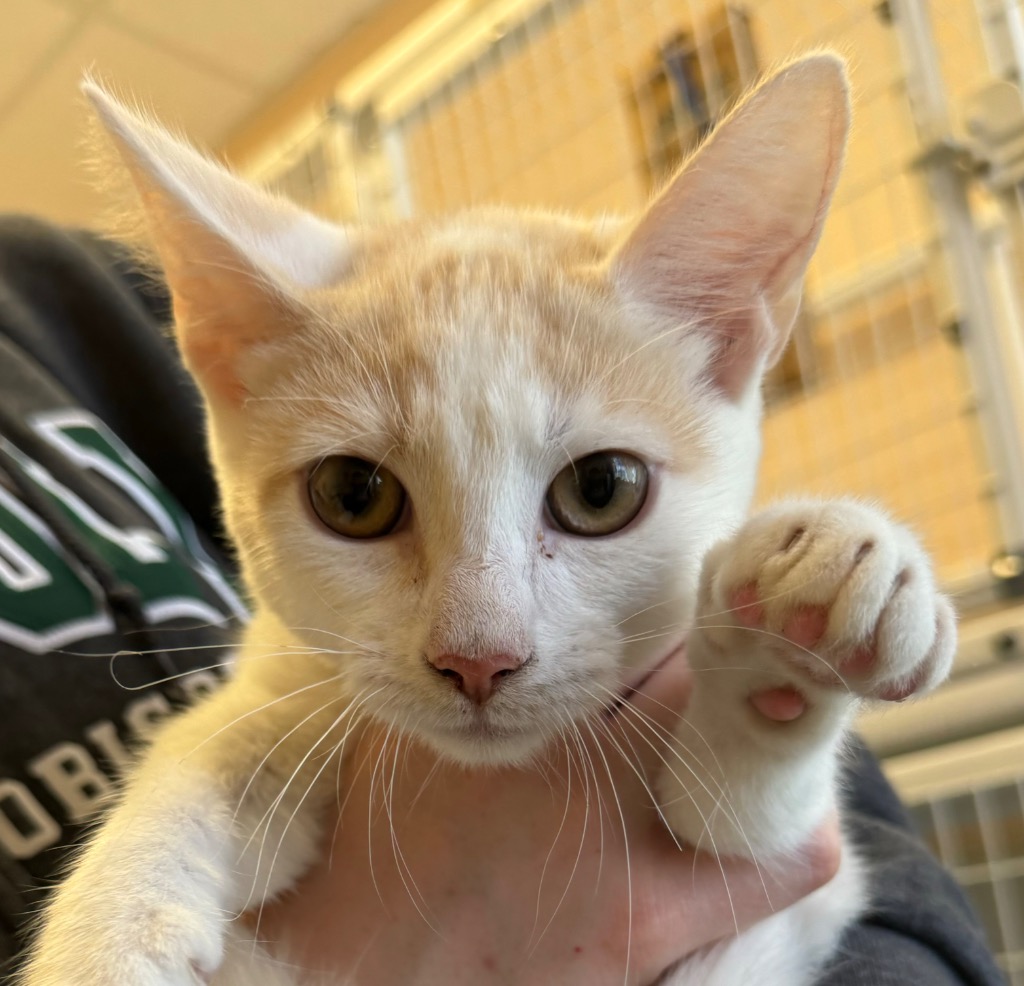 Cat for adoption Giraffe, a Domestic Short Hair in San Luis Obispo