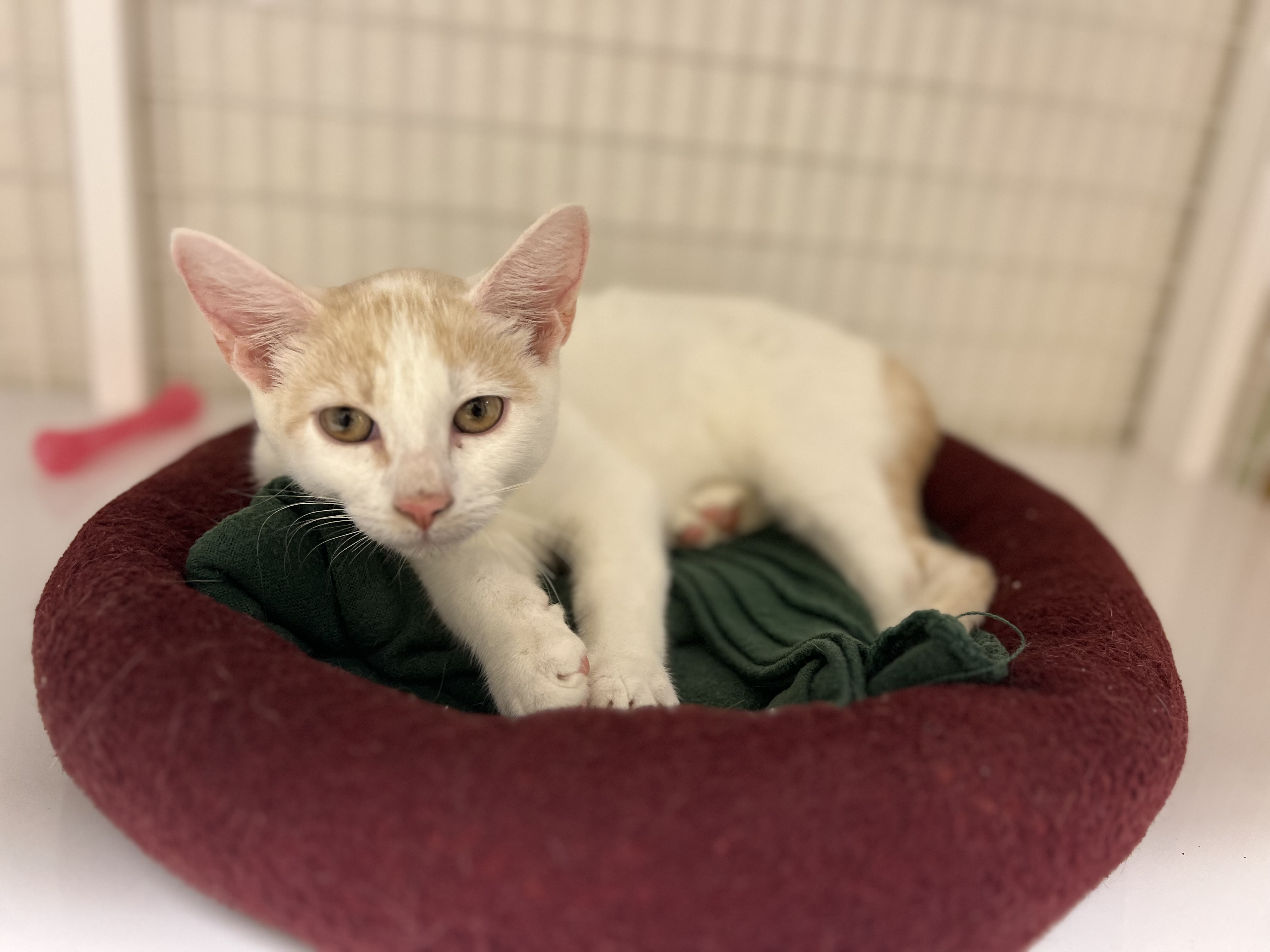 Cat for adoption Giraffe, a Domestic Short Hair in San Luis Obispo