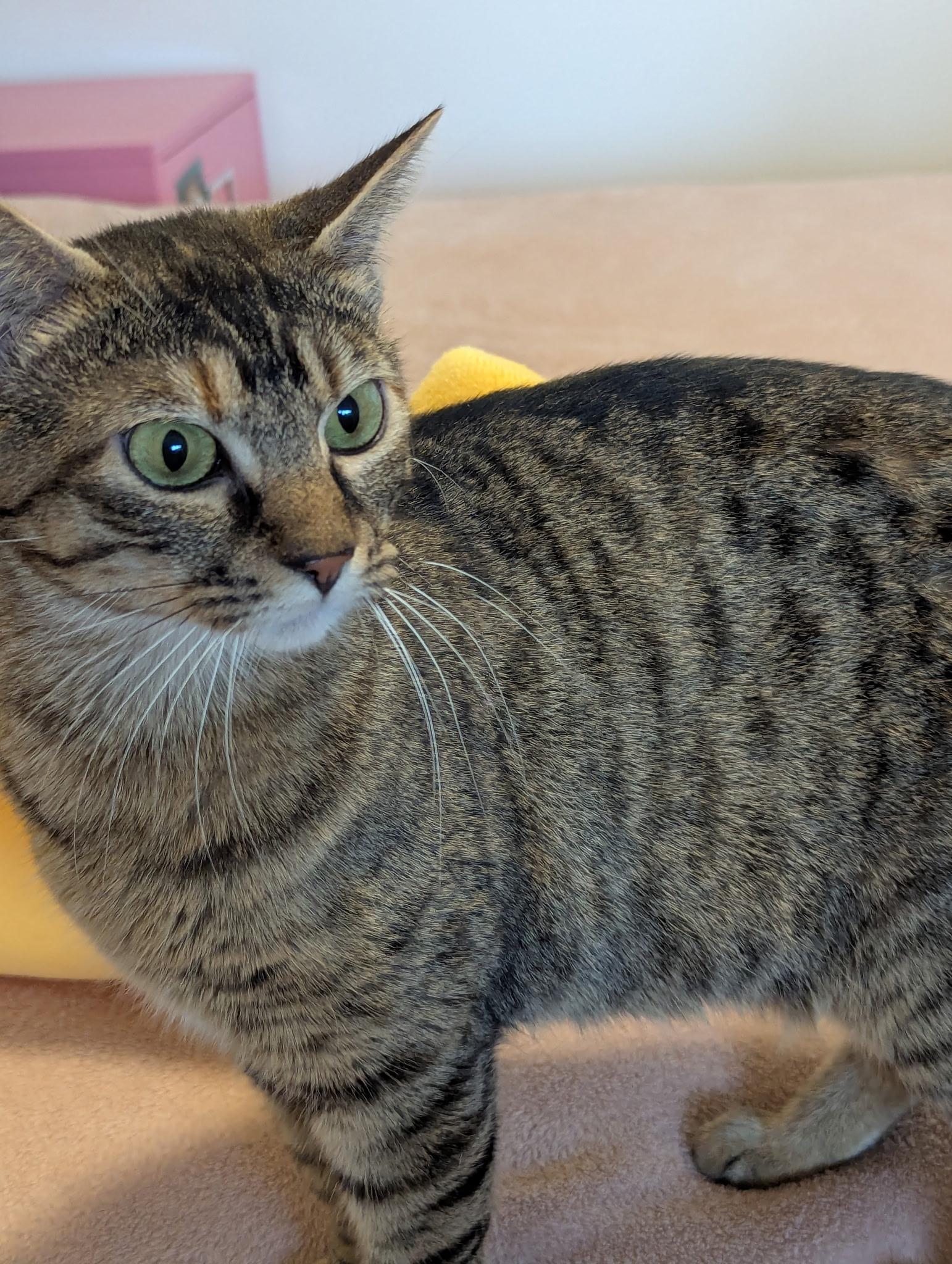 Enlarge Clair Annette, a ADOPTABLE Domestic Short Hair in Nanaimo, BC image 3/6