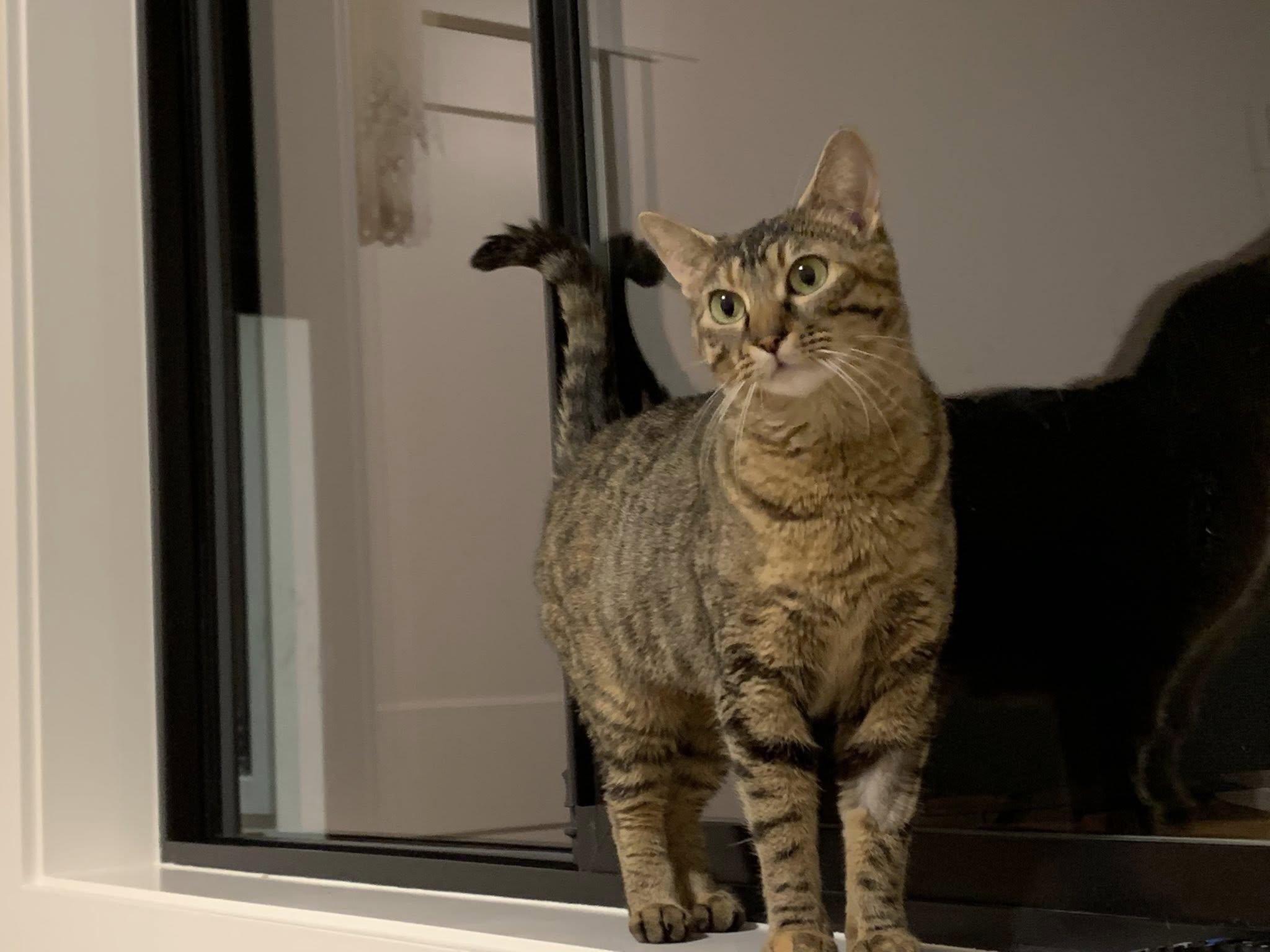 Enlarge Clair Annette, a ADOPTABLE Domestic Short Hair in Nanaimo, BC image 6/6