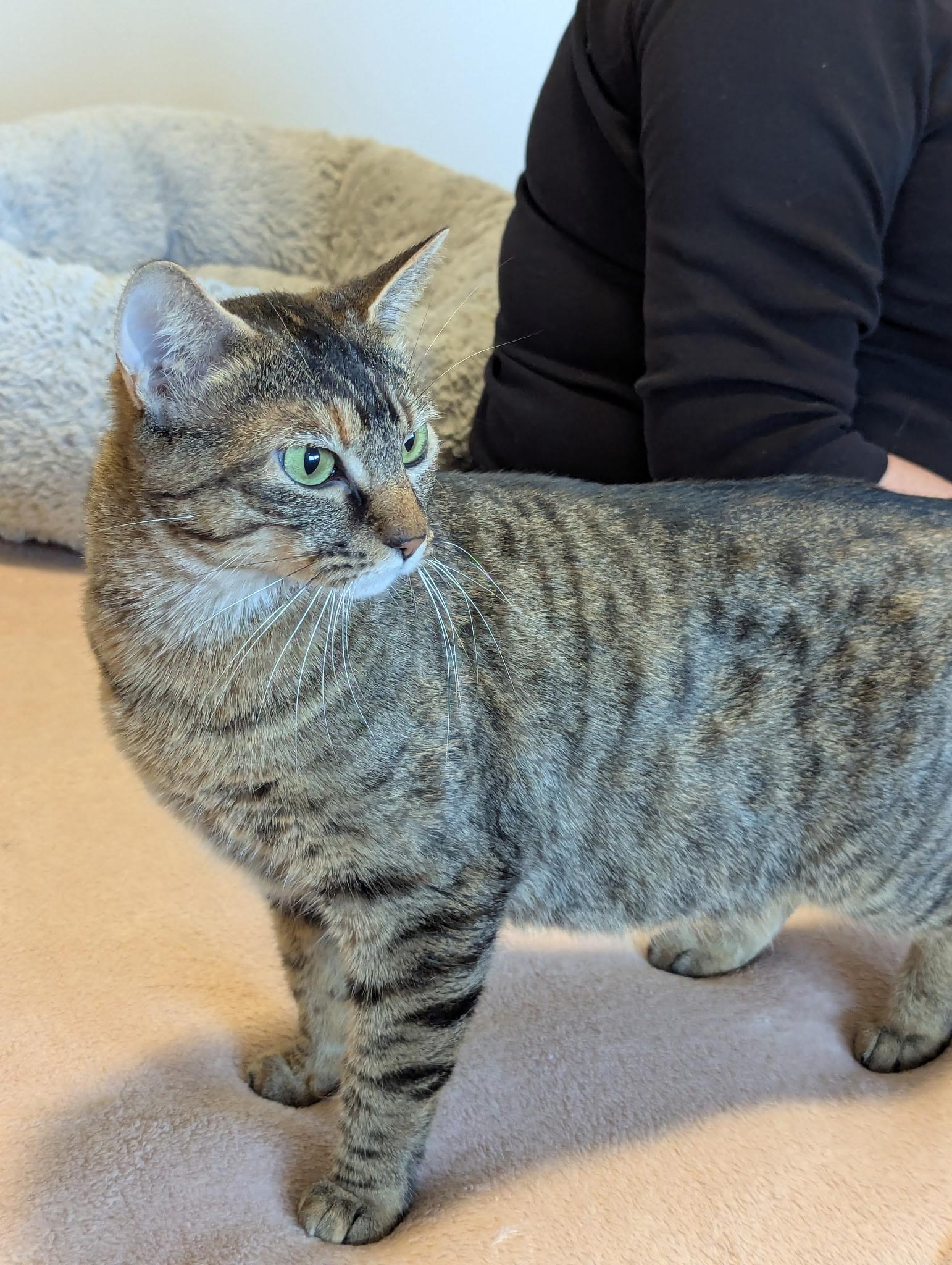 Enlarge Clair Annette, a ADOPTABLE Domestic Short Hair in Nanaimo, BC image 4/6