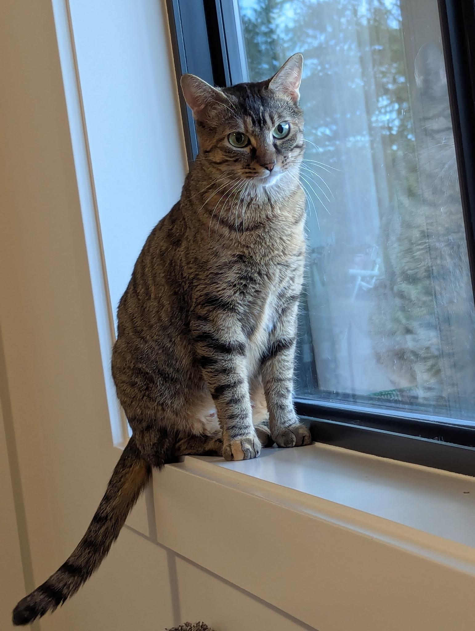 Enlarge Clair Annette, a ADOPTABLE Domestic Short Hair in Nanaimo, BC image 5/6