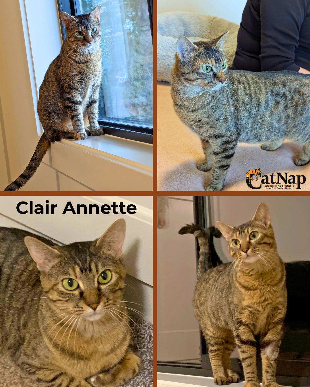 Clair Annette, ADOPTABLE, Adult Female Domestic Short Hair.