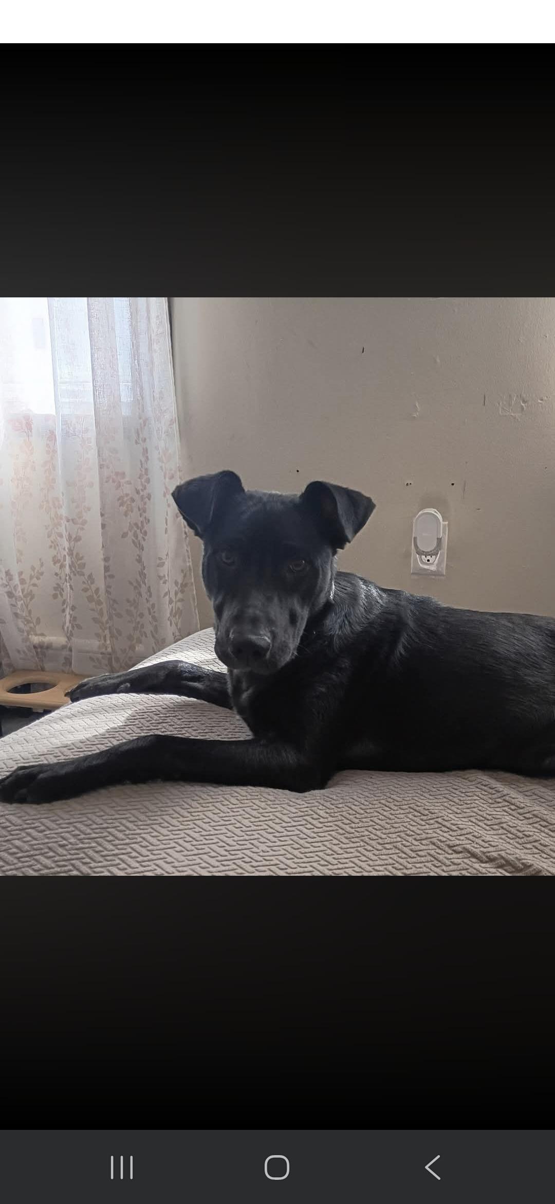 Enlarge POSEY, a ADOPTABLE Black Labrador Retriever in Hackettstown, NJ image 1/1