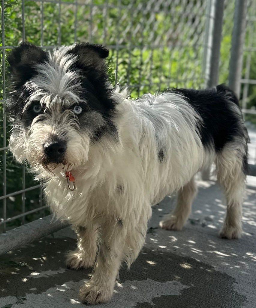 Enlarge Rodknee, a Adoptable mixed breed in Columbus, NE image 1/1