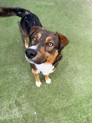 Enlarge Roger, a Adoptable mixed breed in Fresno, CA image 2/3