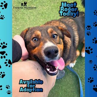 Enlarge Roger, a Adoptable mixed breed in Fresno, CA image 3/3