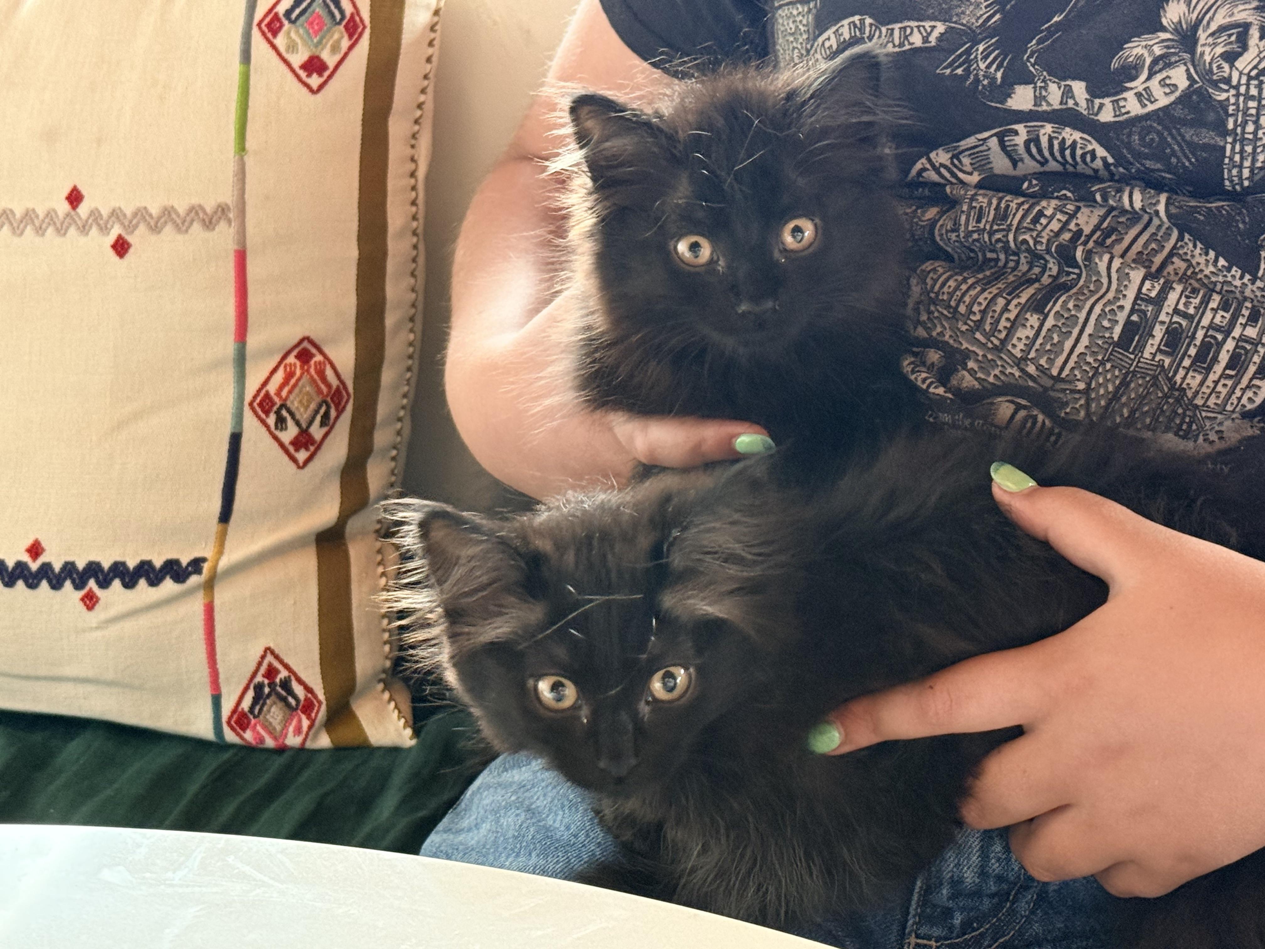 Floofy, a ADOPTABLE Domestic Medium Hair in Salt Spring Island, BC image 4/4