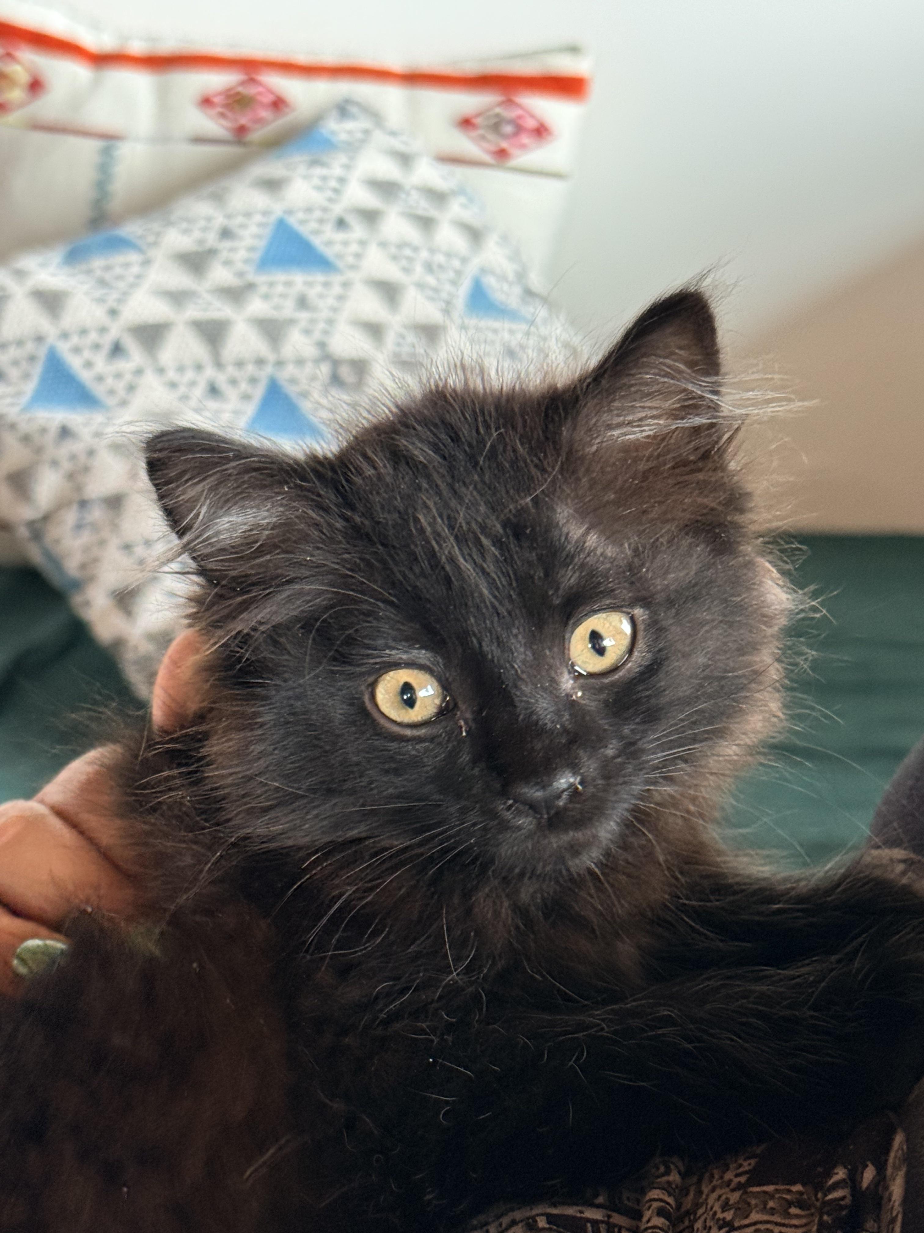 Floofy, ADOPTABLE, Kitten Female Domestic Medium Hair.