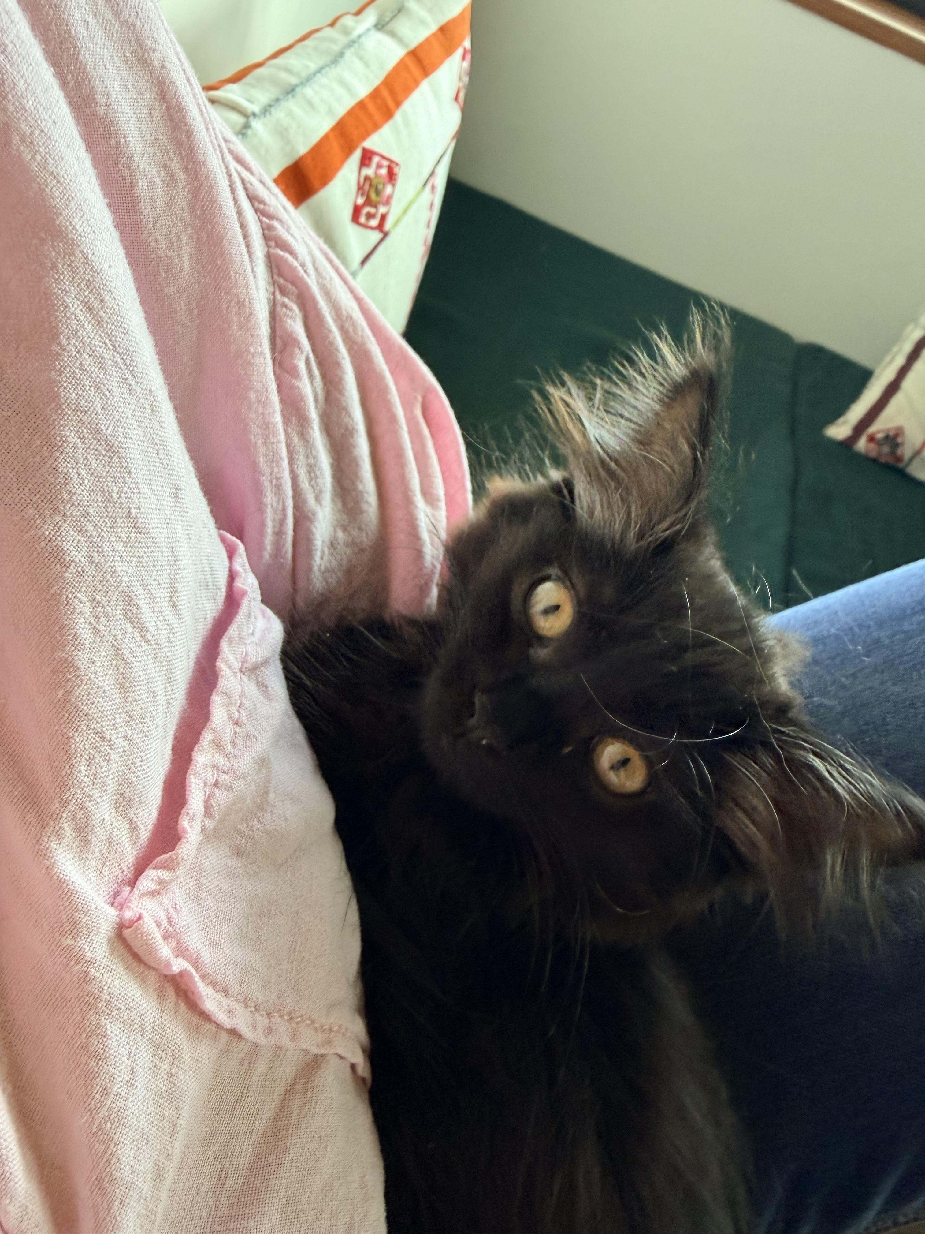 Floofy, a ADOPTABLE Domestic Medium Hair in Salt Spring Island, BC image 2/4