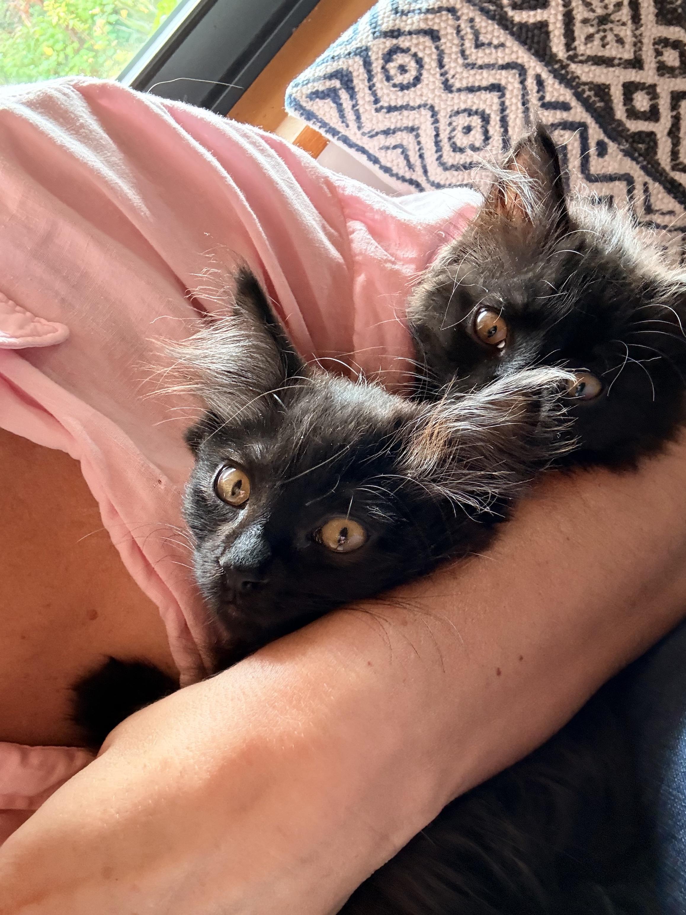Floofy, a ADOPTABLE Domestic Medium Hair in Salt Spring Island, BC image 3/4