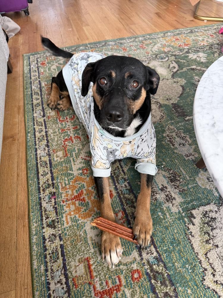 Ladybug, Adoptable, Adult Female Labrador Retriever & Rottweiler.