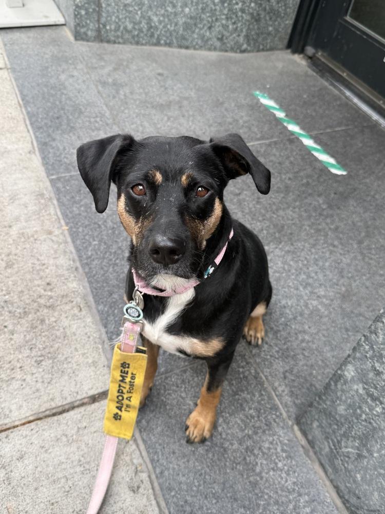 Enlarge Ladybug, a Adoptable mixed breed in Littleton, CO image 2/6