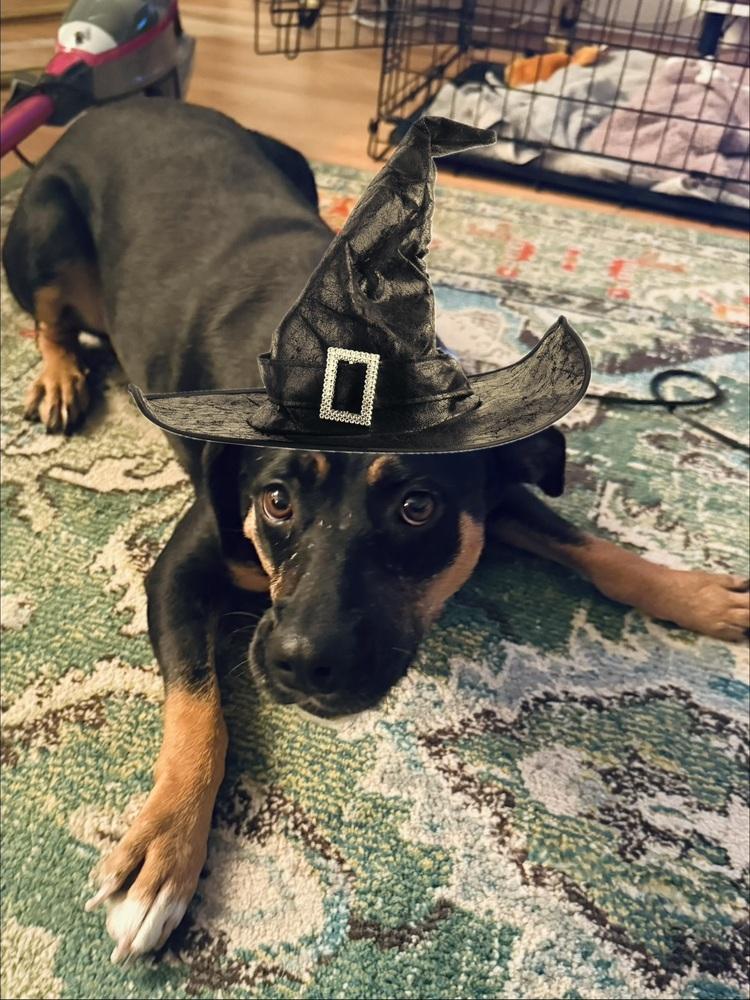 Enlarge Ladybug, a Adoptable mixed breed in Littleton, CO image 3/6