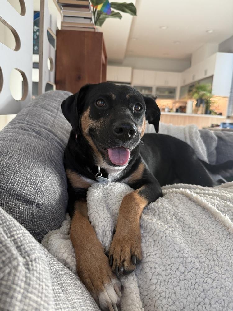 Enlarge Ladybug, a Adoptable mixed breed in Littleton, CO image 4/6