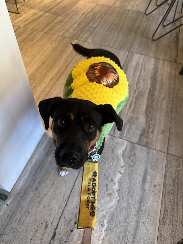 Enlarge Ladybug, a Adoptable mixed breed in Littleton, CO image 5/6