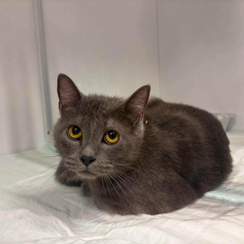 Priscilla ARC2026-213, Adoptable, Adult Female Domestic Short Hair.