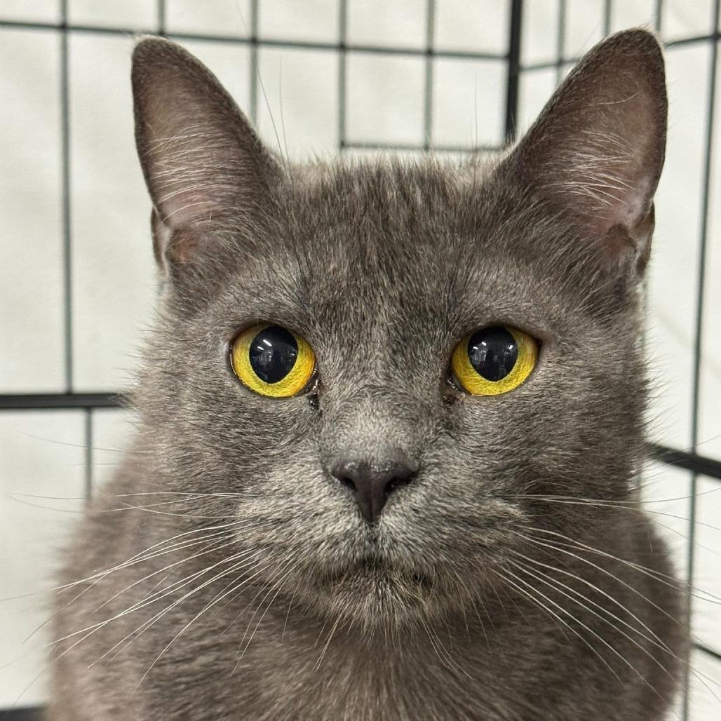 Enlarge Priscilla ARC2026-213, a Adoptable Domestic Short Hair in Akron, NY image 2/2
