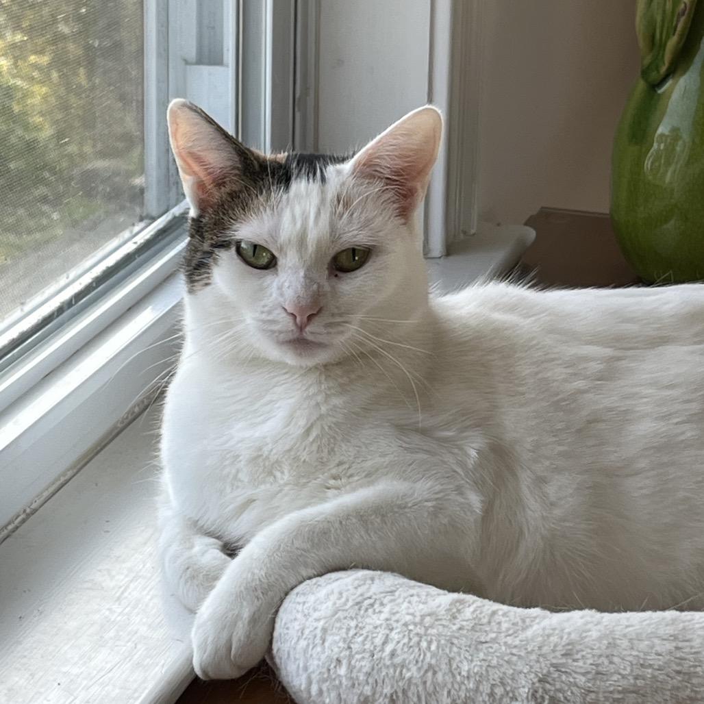 Confetti Cake, Adoptable, Adult Female Domestic Short Hair.