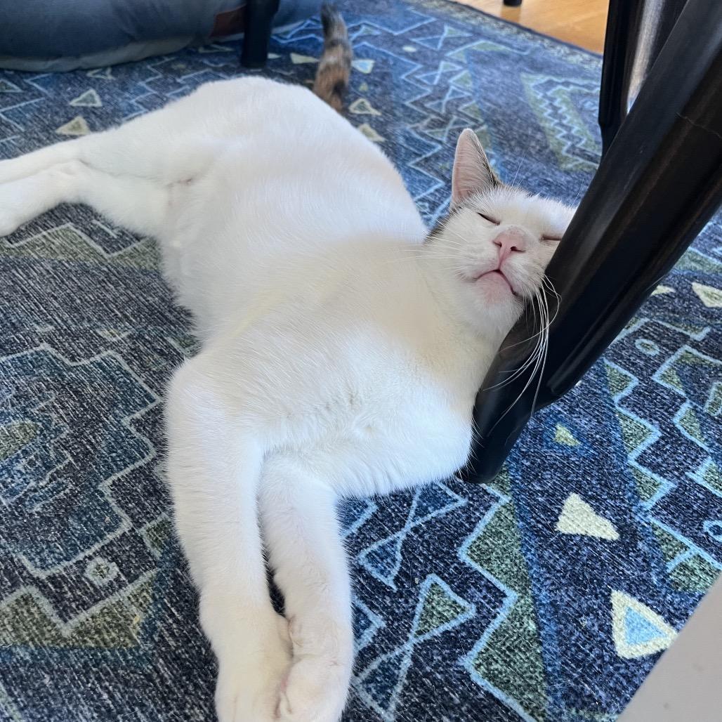 Confetti Cake, a Adoptable Domestic Short Hair in Westport, CT image 2/6