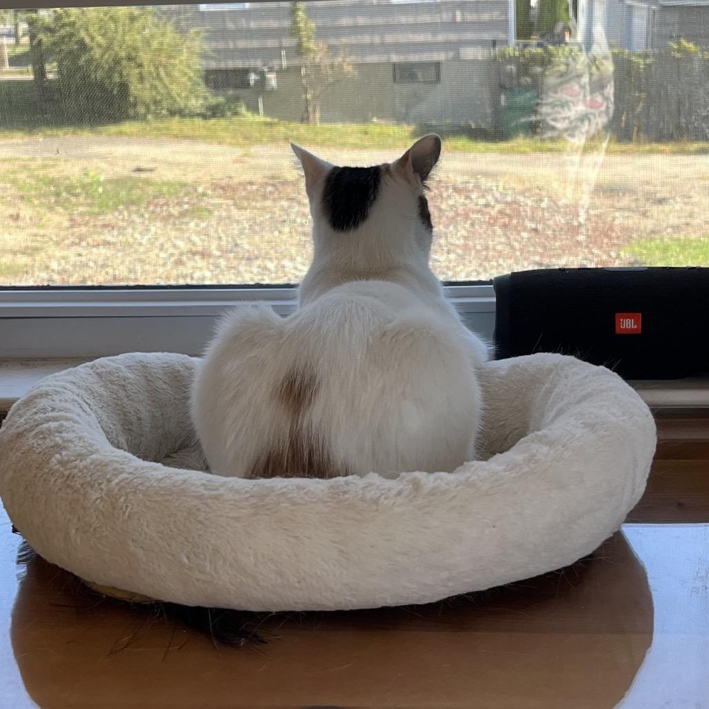 Confetti Cake, Adoptable, Adult Female Domestic Short Hair.