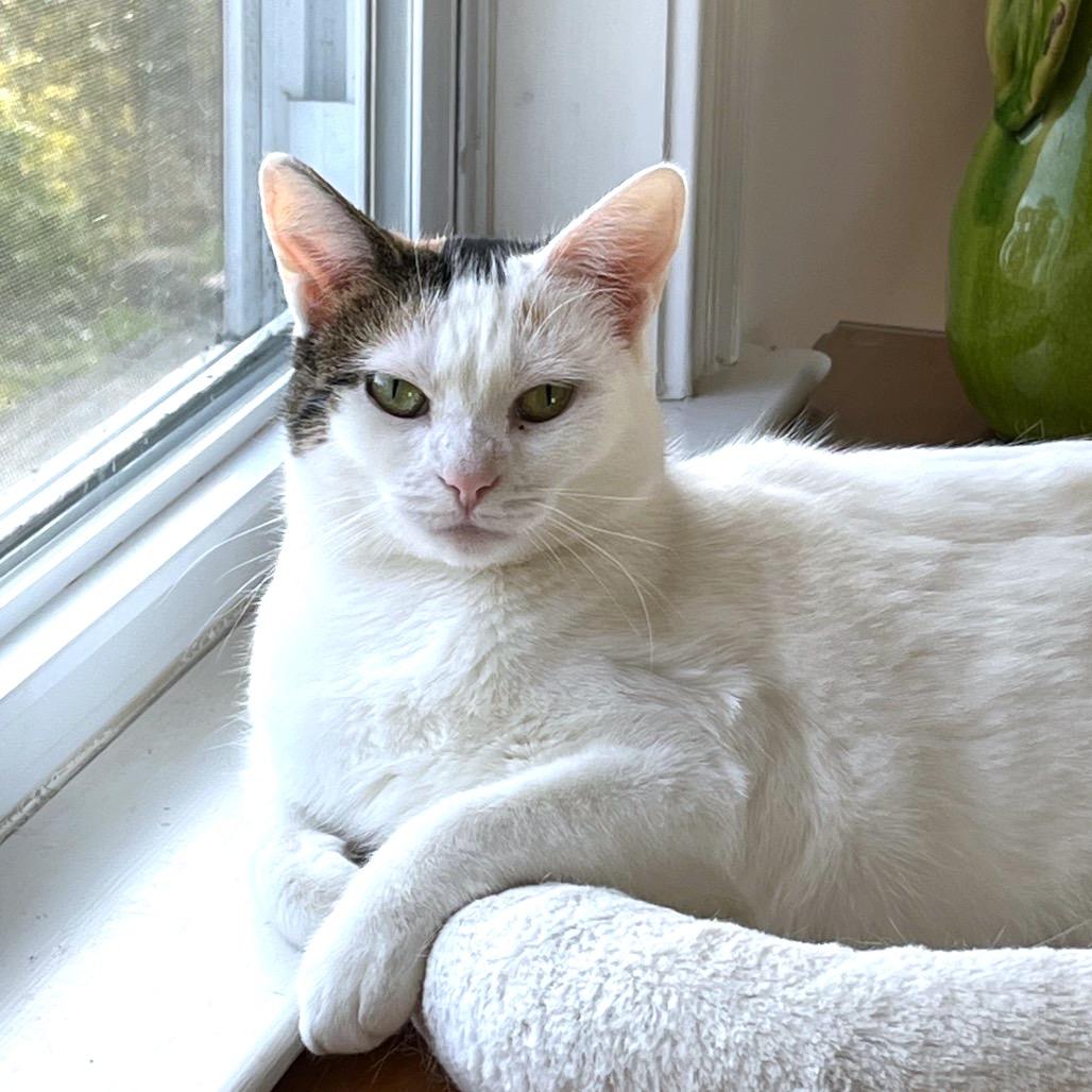 Confetti Cake, Adoptable, Adult Female Domestic Short Hair.