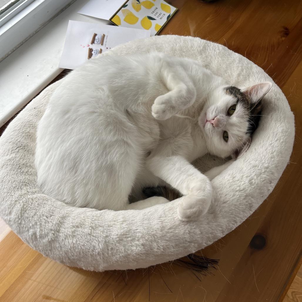 Confetti Cake, a Adoptable Domestic Short Hair in Westport, CT image 3/6