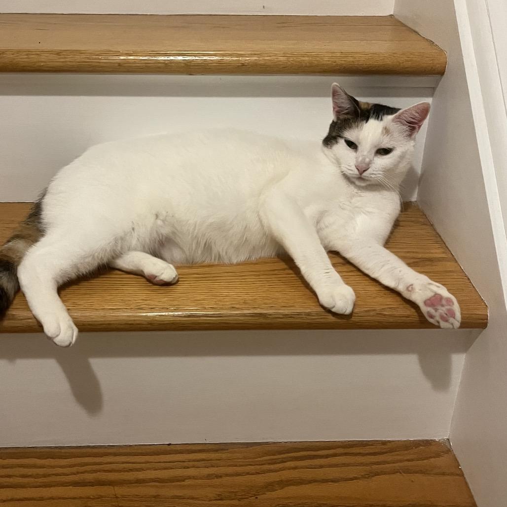 Confetti Cake, a Adoptable Domestic Short Hair in Westport, CT image 4/6