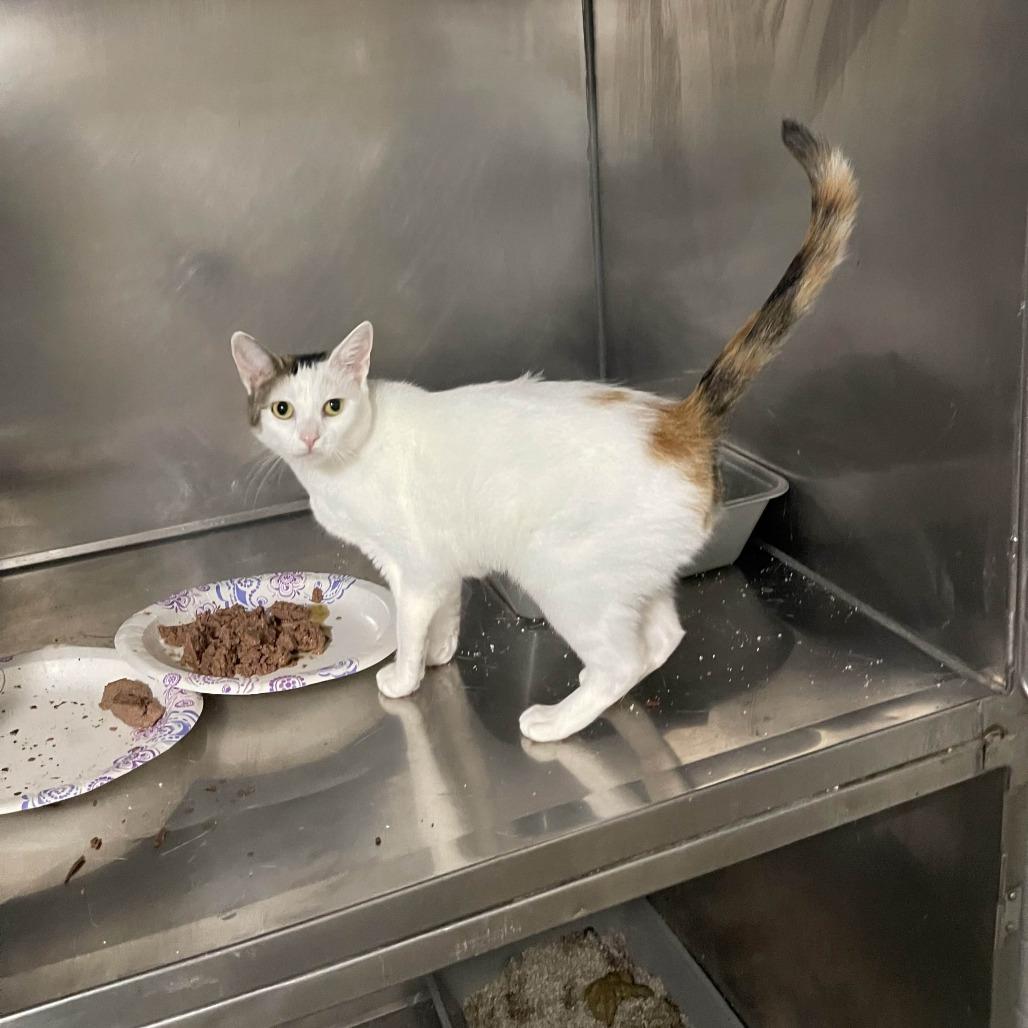 Confetti Cake, a Adoptable Domestic Short Hair in Westport, CT image 5/6