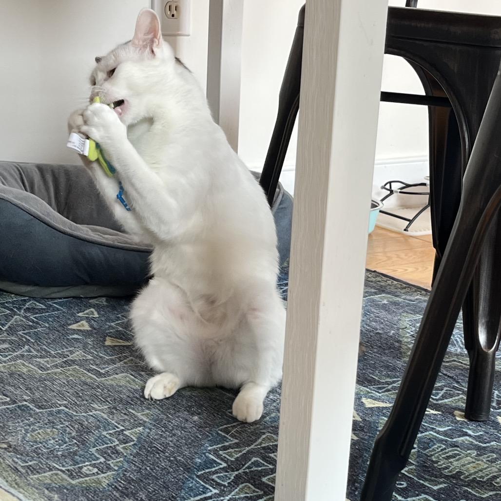 Enlarge Confetti Cake, a Adoptable Domestic Short Hair in Westport, CT image 5/6