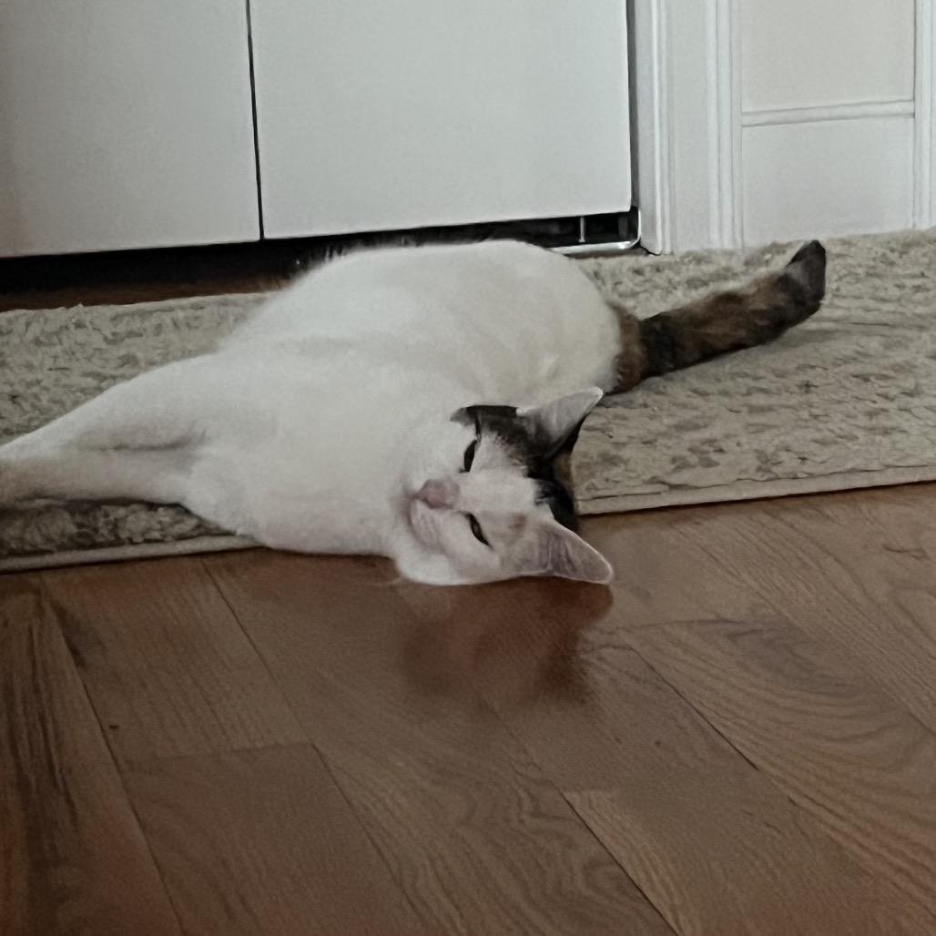 Confetti Cake, a Adoptable Domestic Short Hair in Westport, CT image 6/6