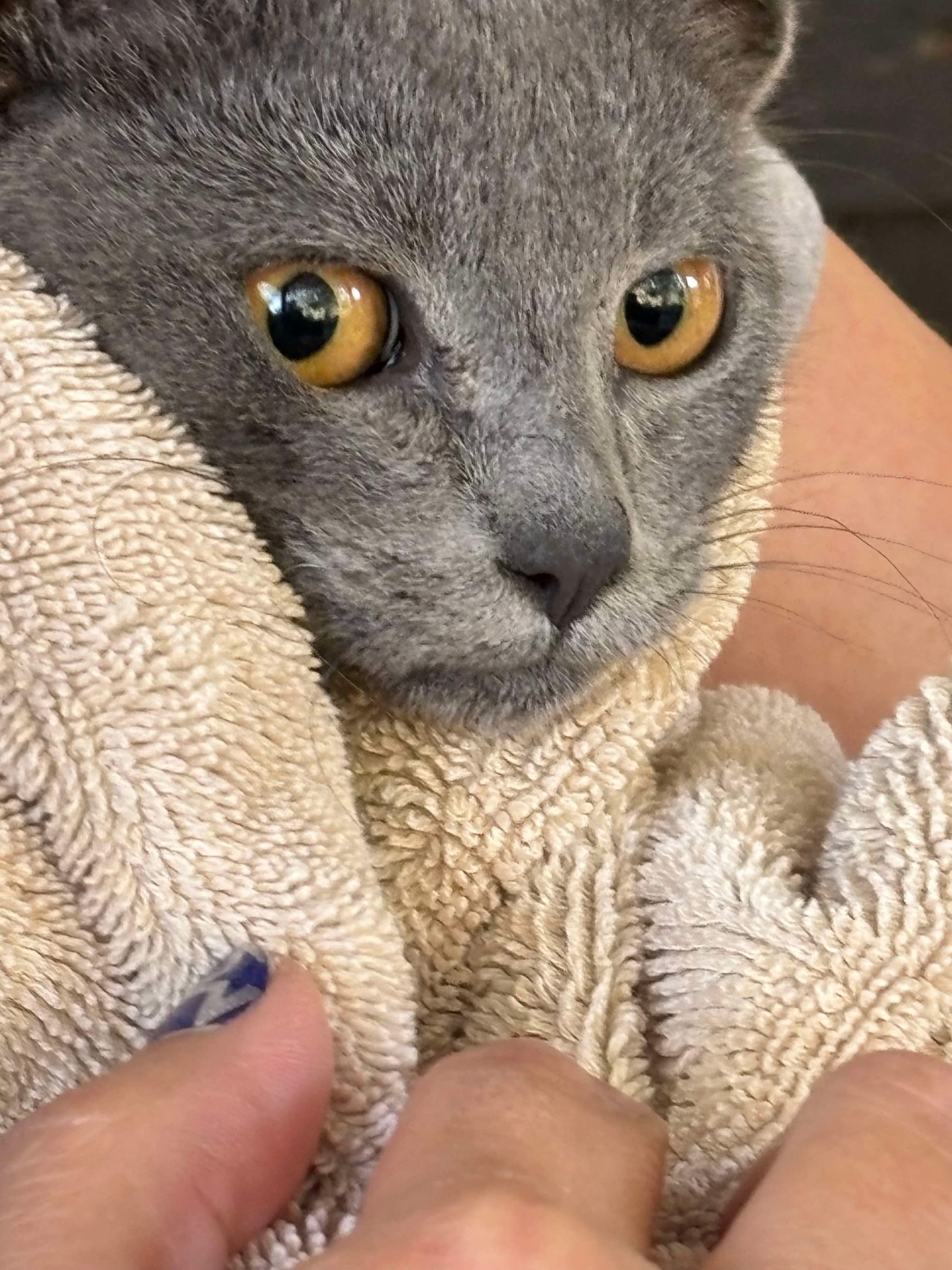 Graycie, Adopted, Kitten Female Russian Blue.