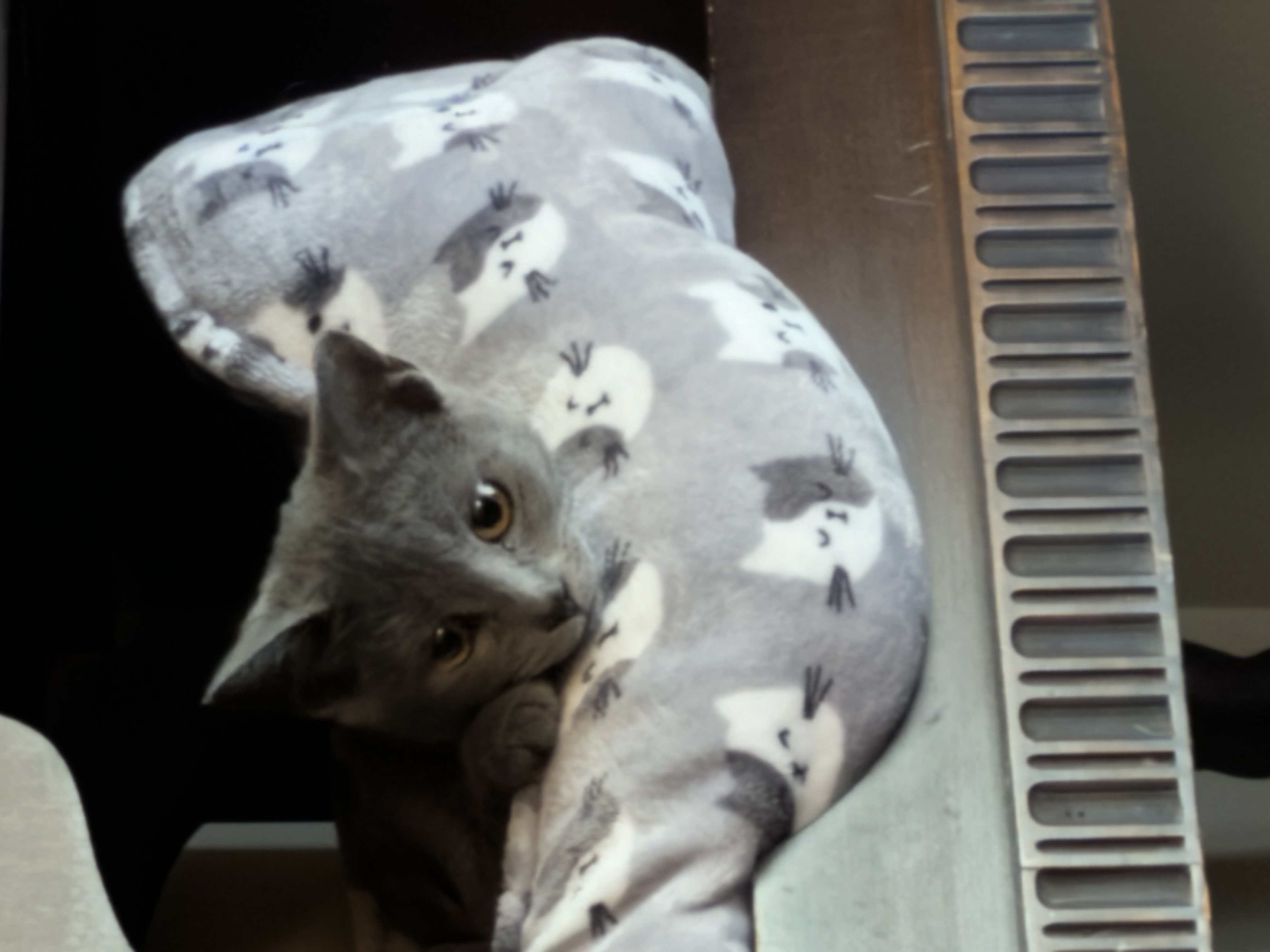 Enlarge Graycie, a Adopted Russian Blue in Atlanta, GA image 5/6