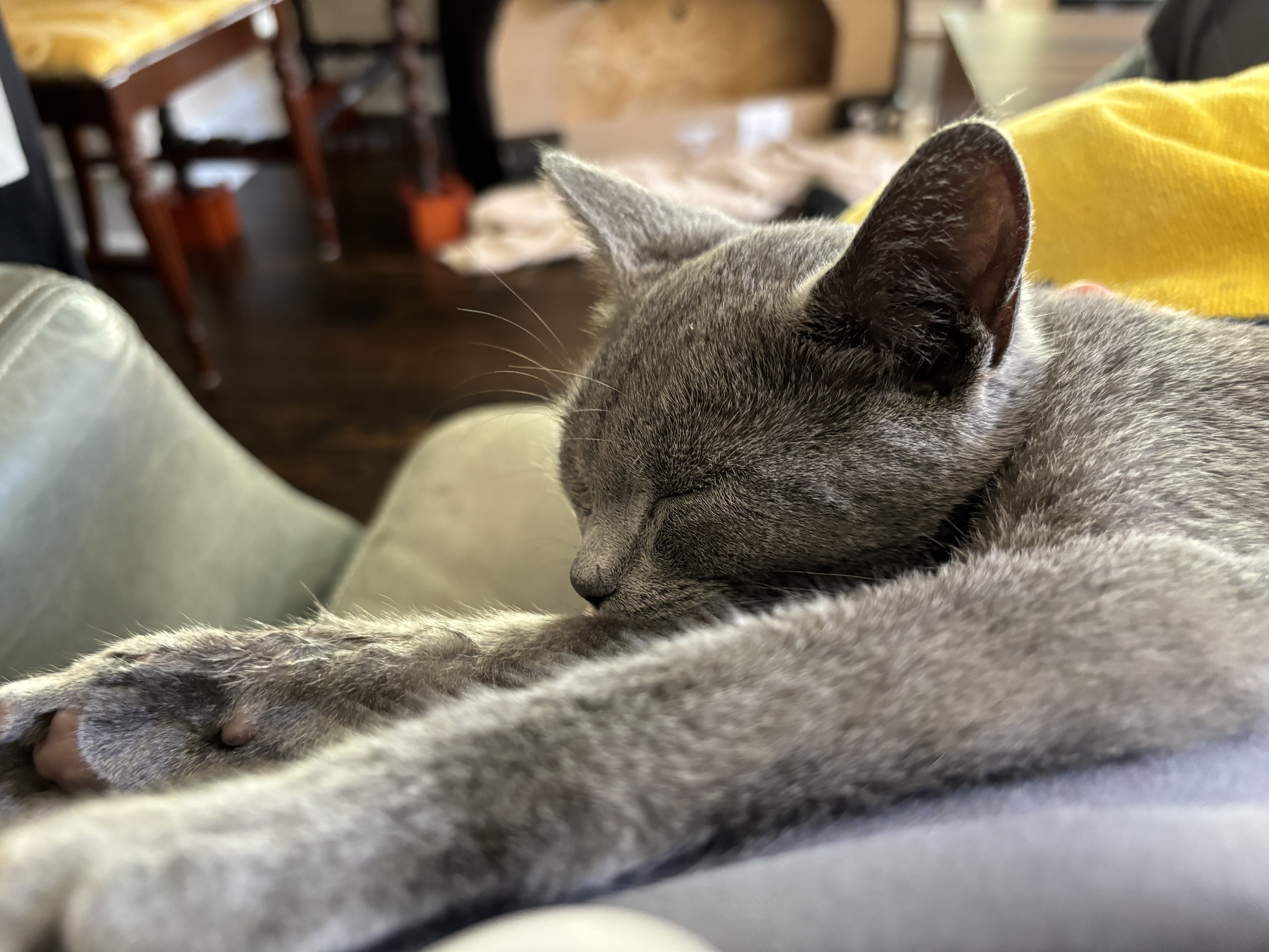 Enlarge Graycie, a Adopted Russian Blue in Atlanta, GA image 2/6