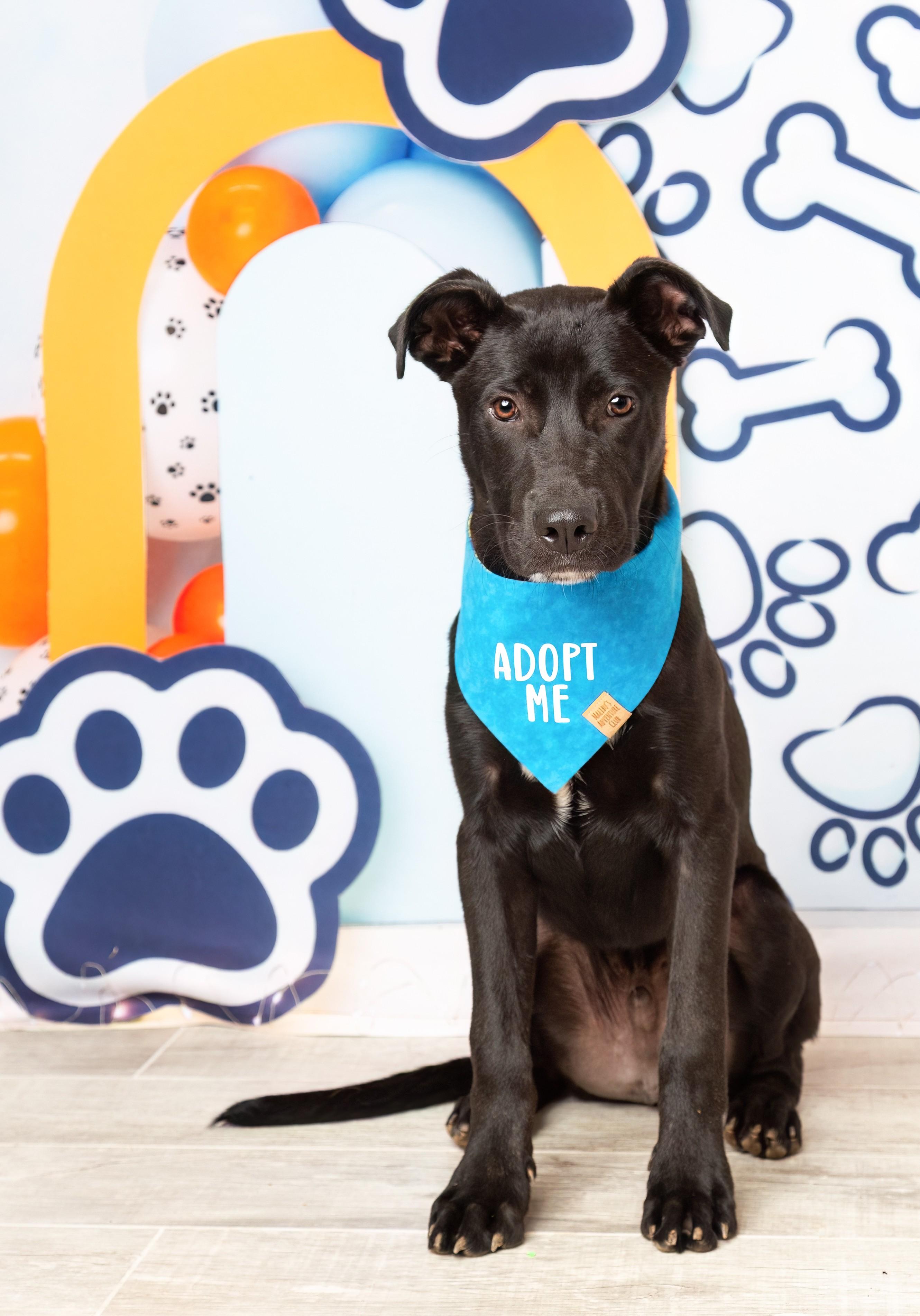 Ollie, ADOPTABLE, Puppy Male Labrador Retriever.