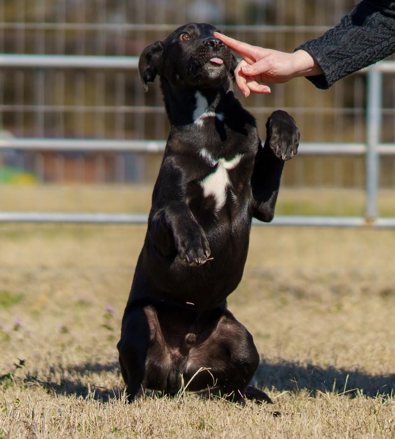 Enlarge Ollie, a ADOPTABLE mixed breed in Denton, TX image 3/5