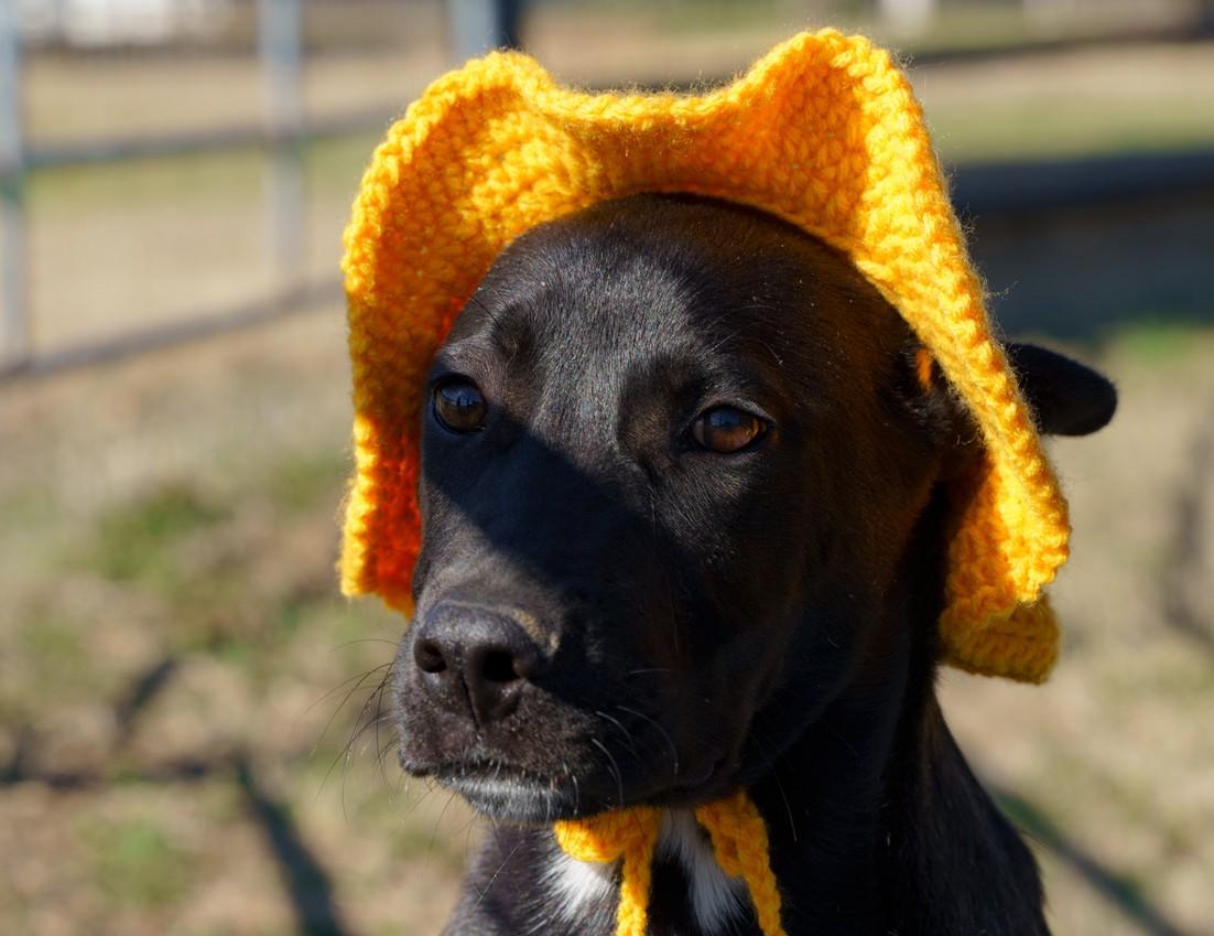 Enlarge Ollie, a ADOPTABLE mixed breed in Denton, TX image 2/5