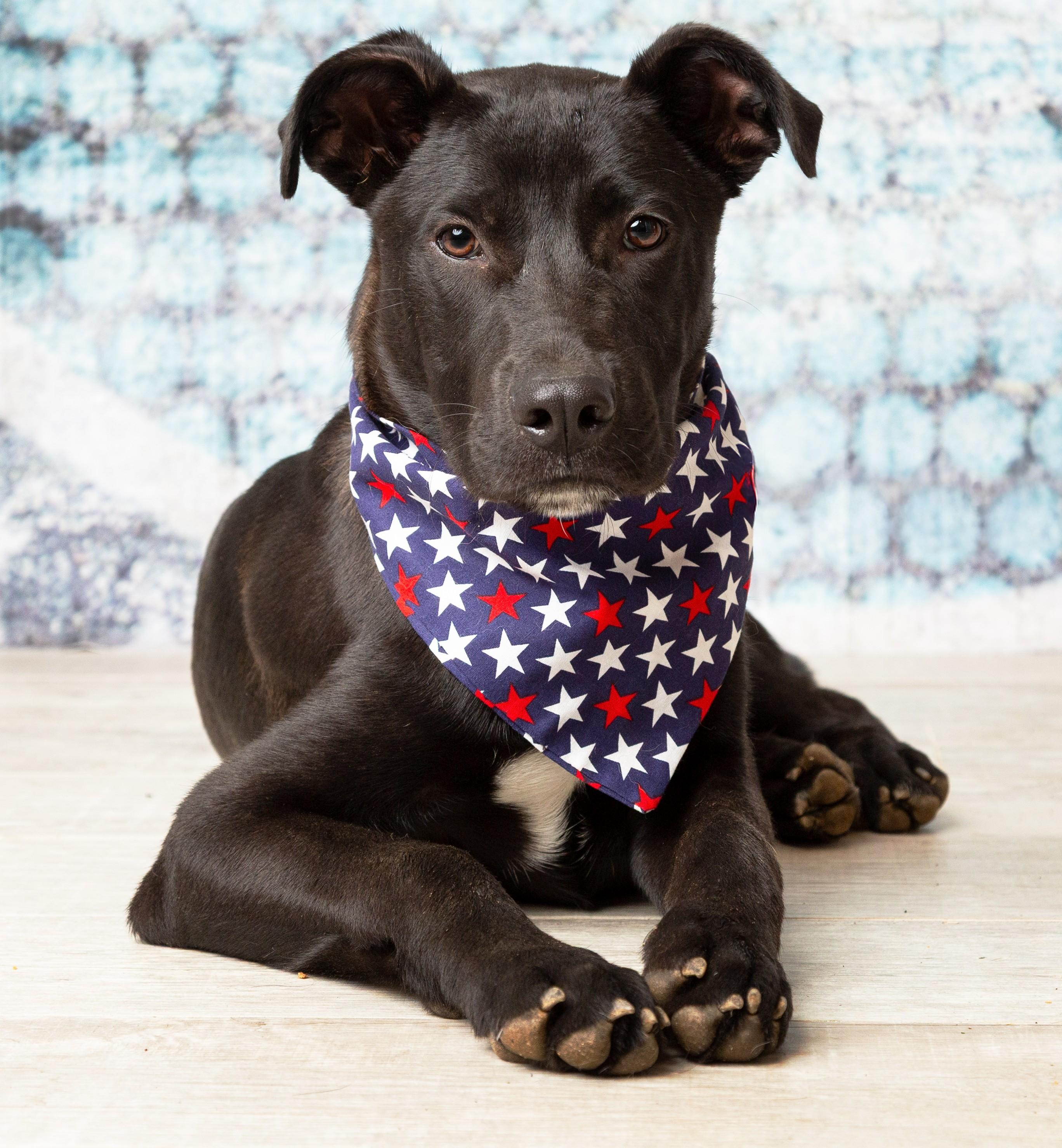 Enlarge Ollie, a ADOPTABLE mixed breed in Denton, TX image 4/5