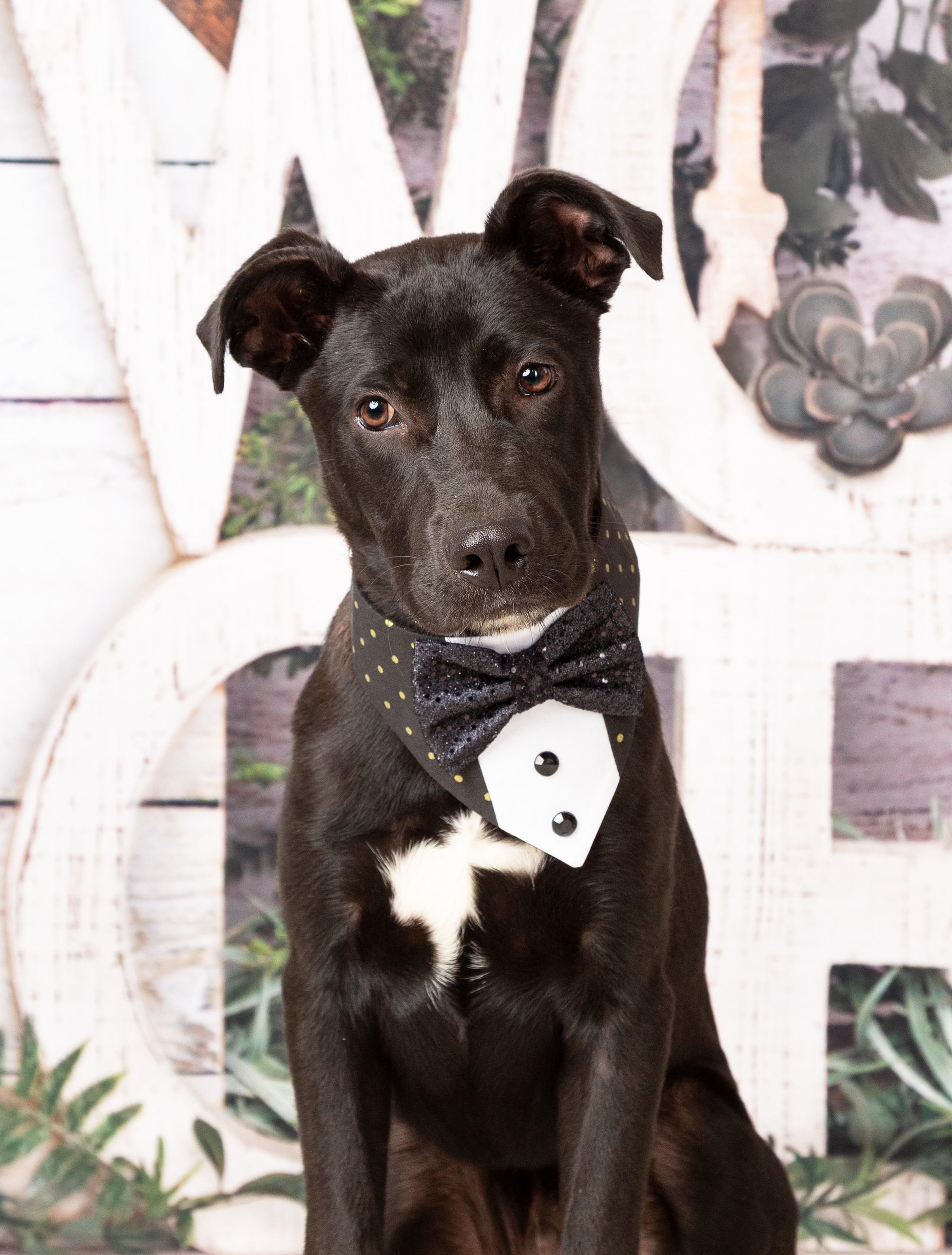 Enlarge Ollie, a ADOPTABLE mixed breed in Denton, TX image 5/5