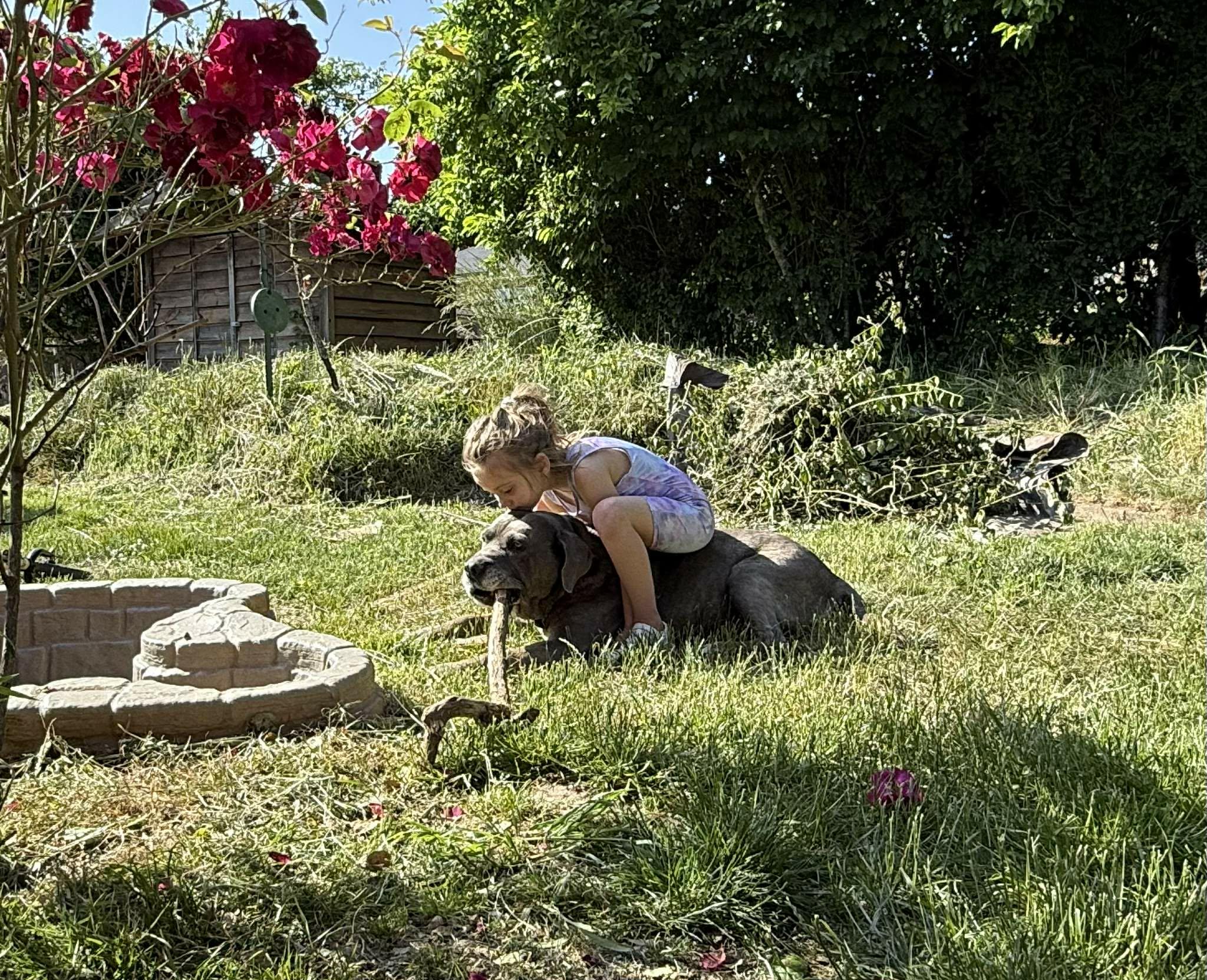Enlarge LOKI, a ADOPTABLE mixed breed in Tacoma , WA image 4/5