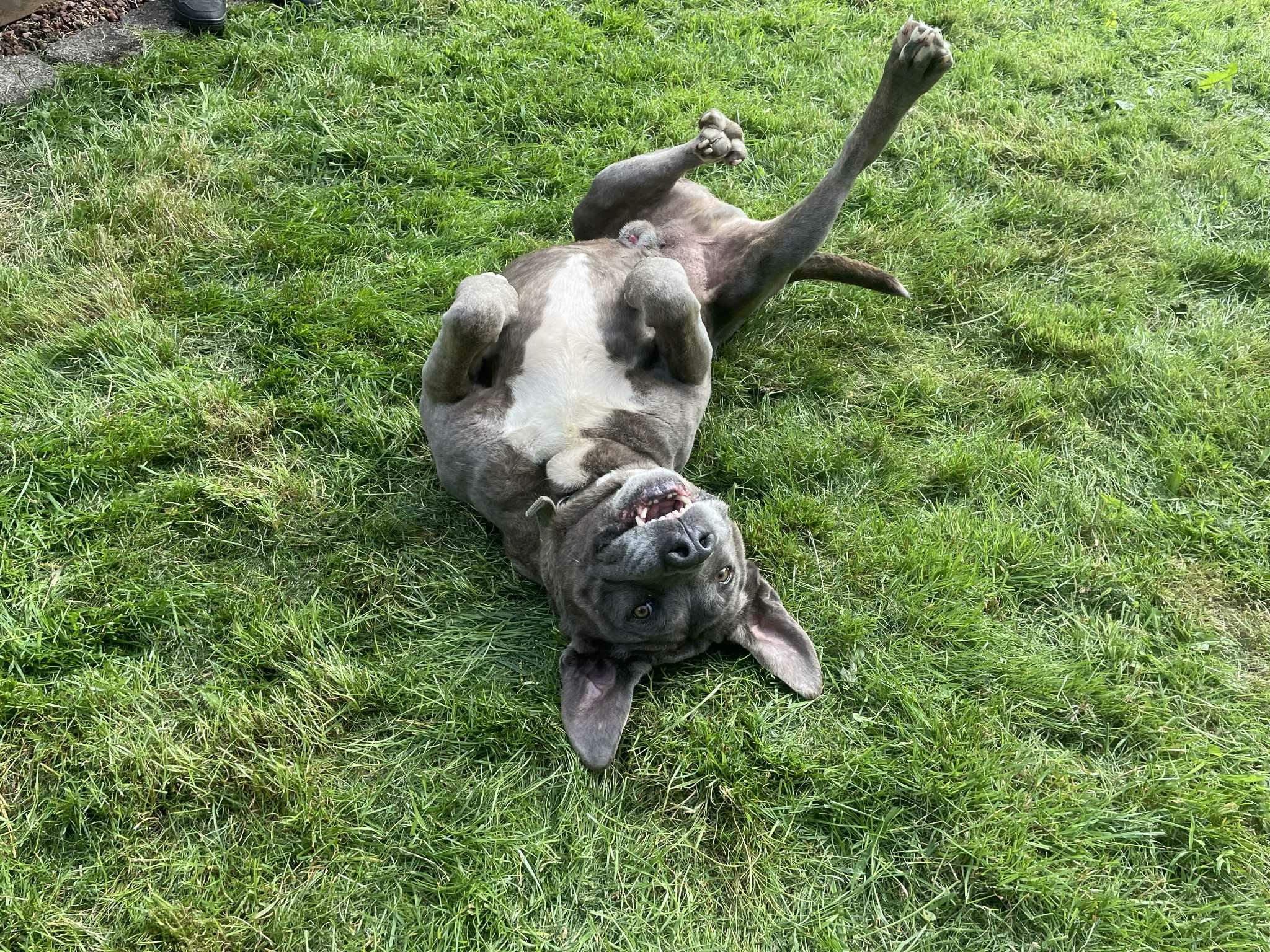 Enlarge LOKI, a ADOPTABLE mixed breed in Tacoma , WA image 2/5