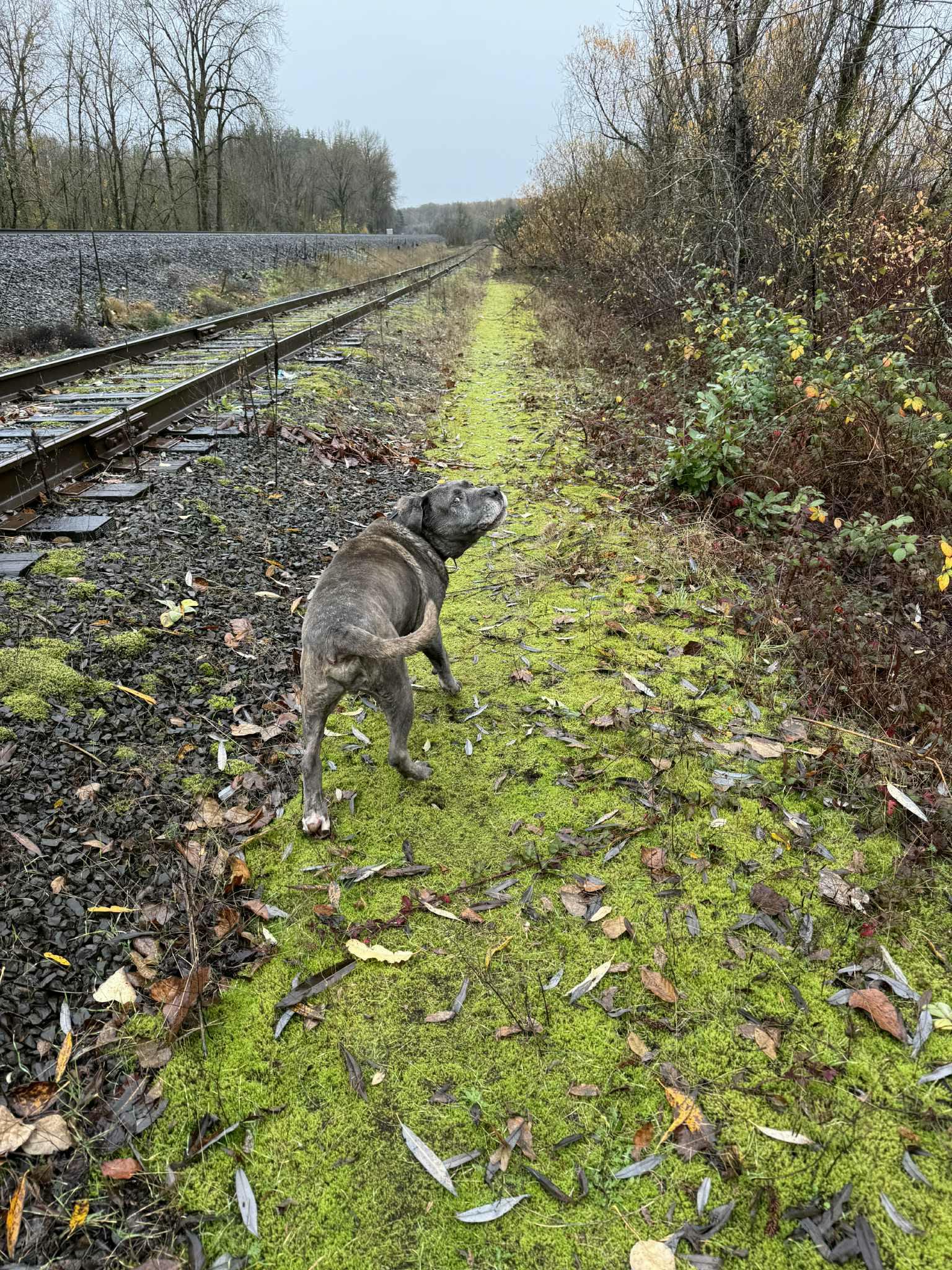 Enlarge LOKI, a ADOPTABLE mixed breed in Tacoma , WA image 3/5