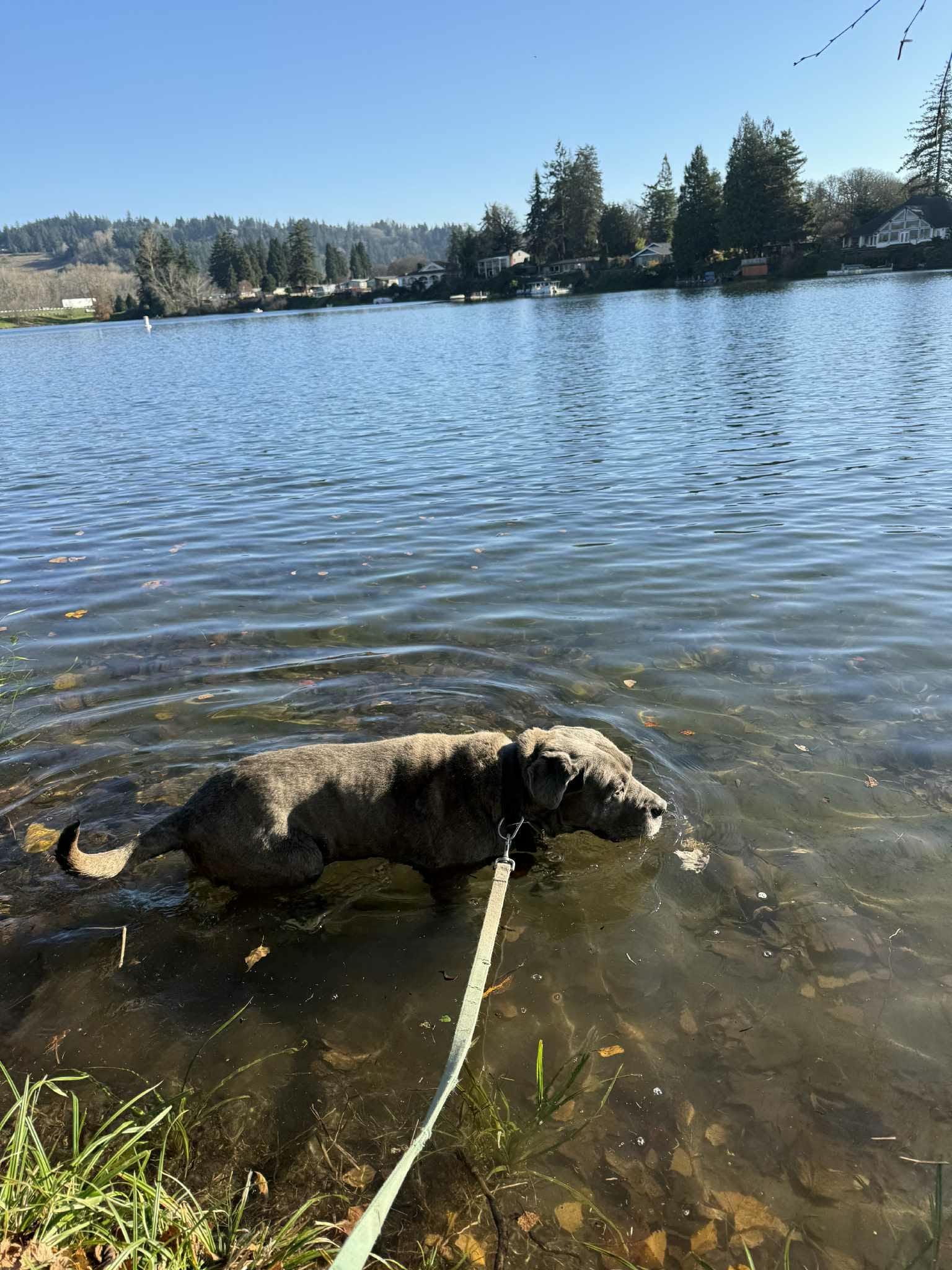 Enlarge LOKI, a ADOPTABLE mixed breed in Tacoma , WA image 5/5