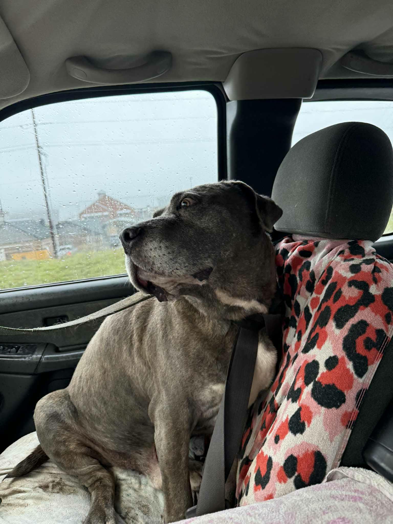 Enlarge LOKI, a ADOPTABLE mixed breed in Tacoma , WA image 1/5