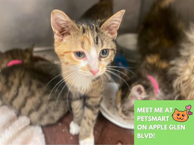 ELARA, Adoptable, Kitten Female Domestic Short Hair.