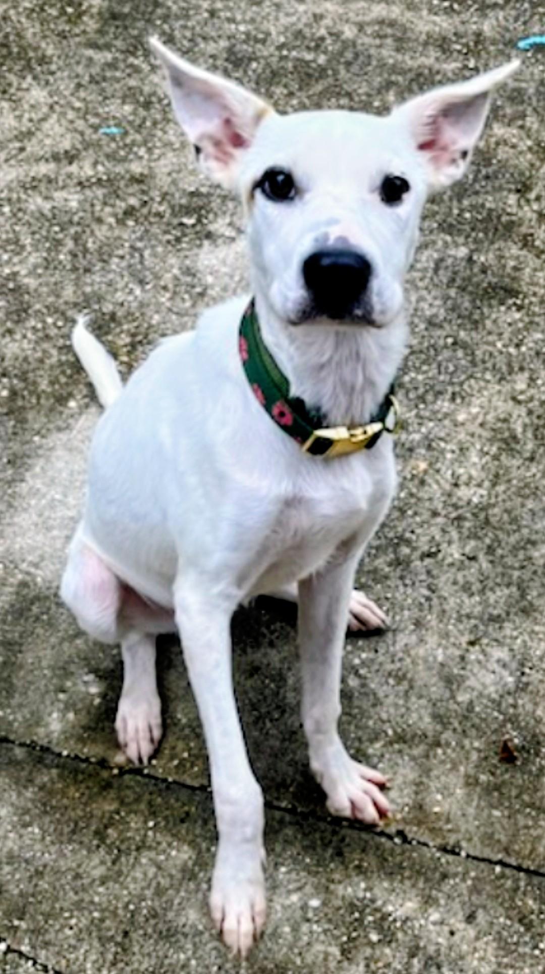 Pearl, a Adoptable mixed breed in Kaplan, LA image 1/2