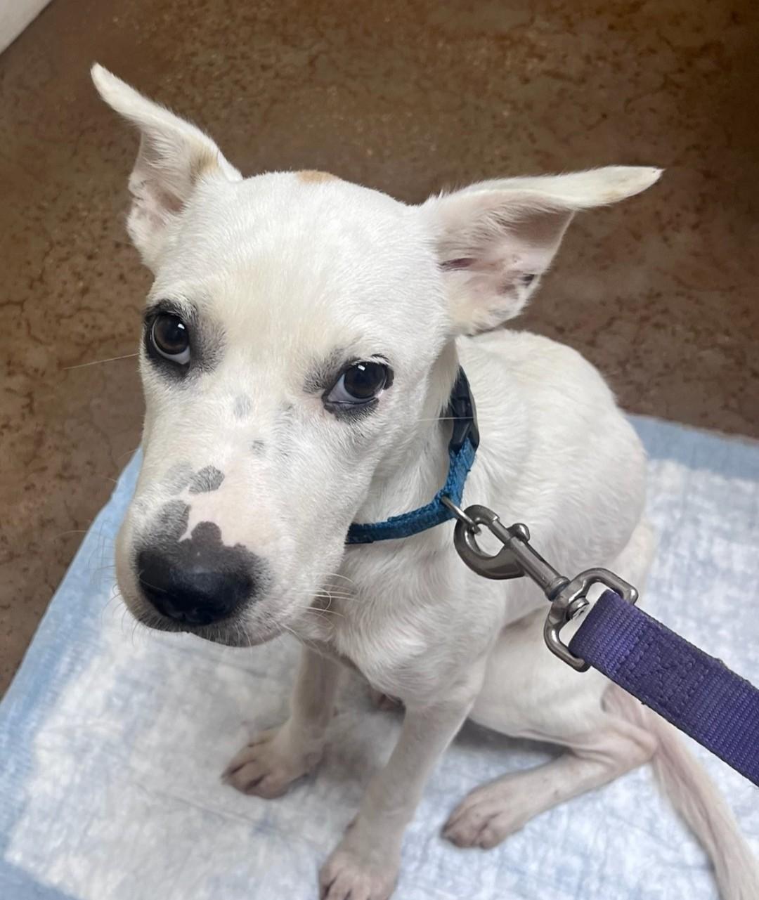 Pearl, a Adoptable mixed breed in Kaplan, LA image 2/2