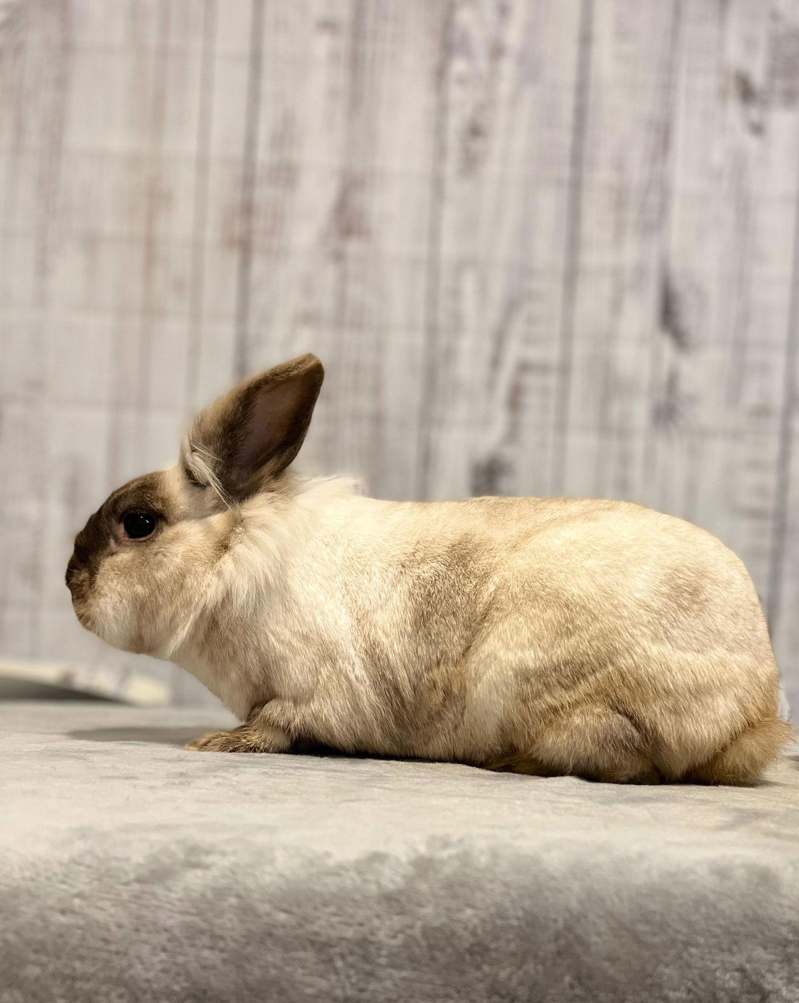 Enlarge Comet, a Adoptable Lionhead in Southaven, MS image 1/6