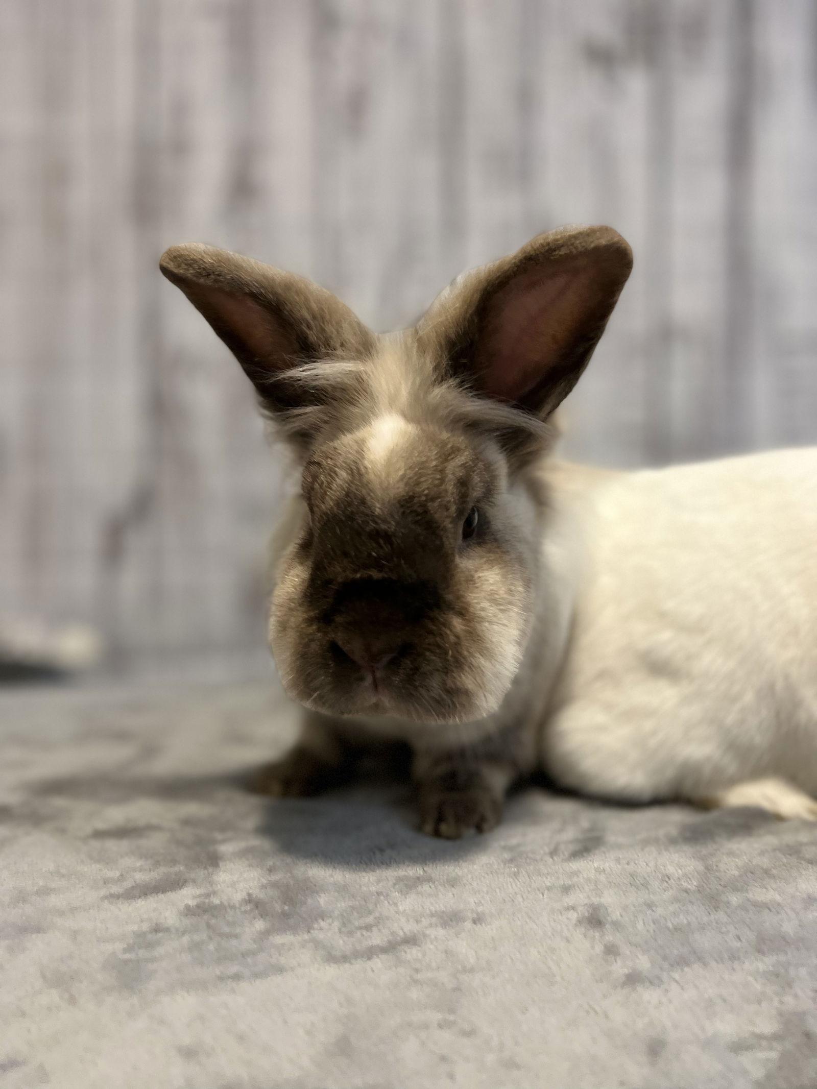 Enlarge Comet, a Adoptable Lionhead in Southaven, MS image 2/6