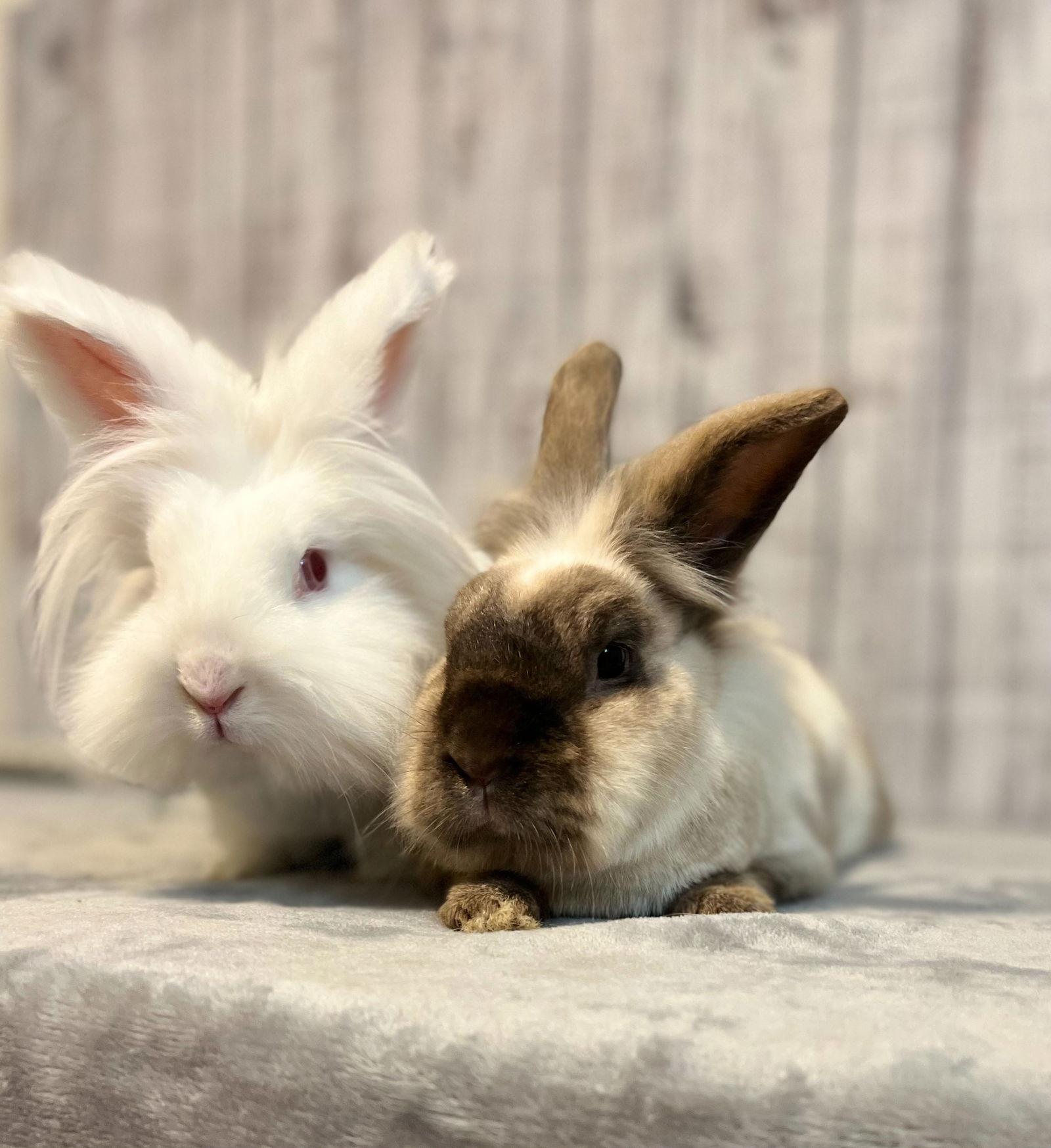 Enlarge Comet, a Adoptable Lionhead in Southaven, MS image 3/6